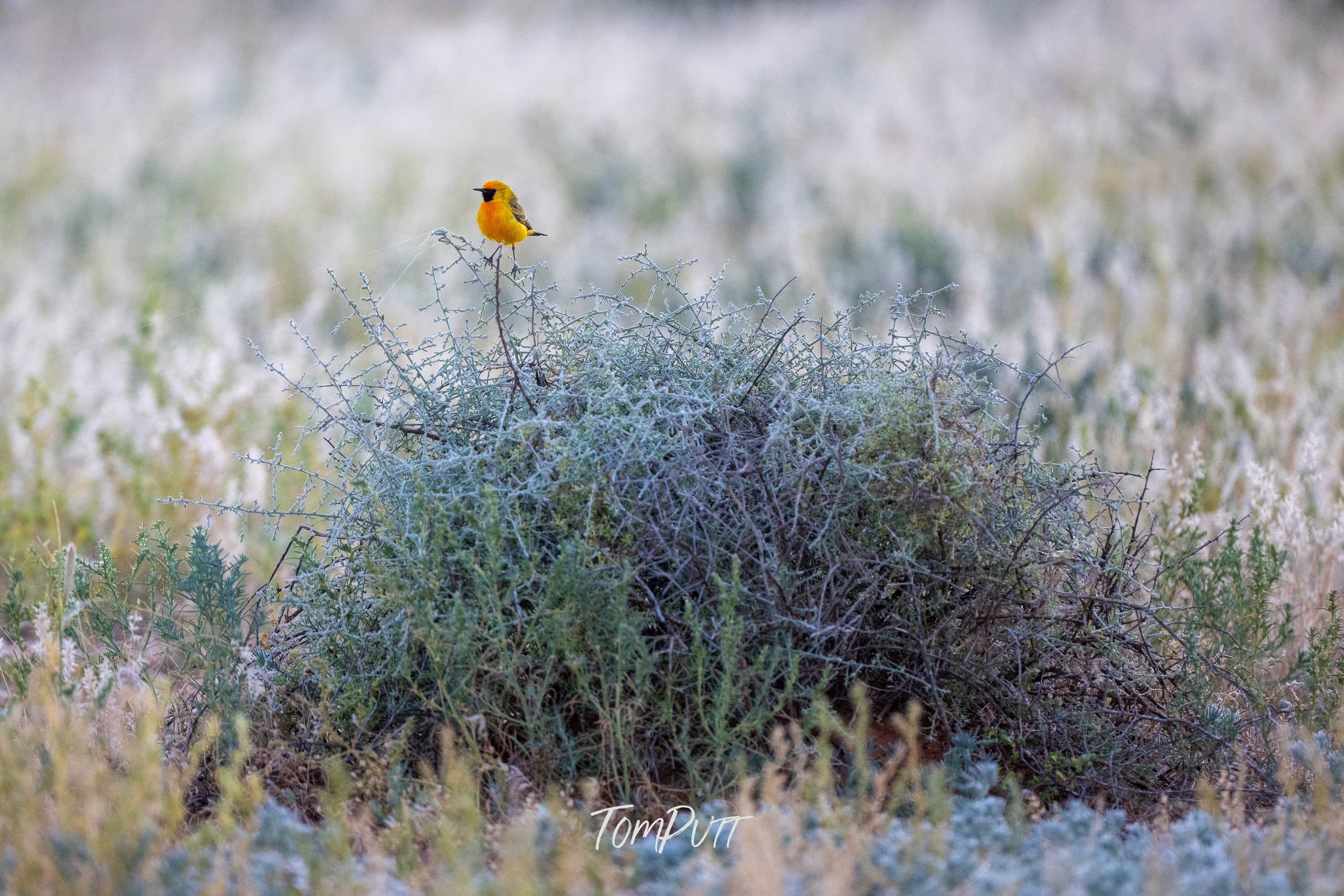 Tiny Lookout. Orange Chat