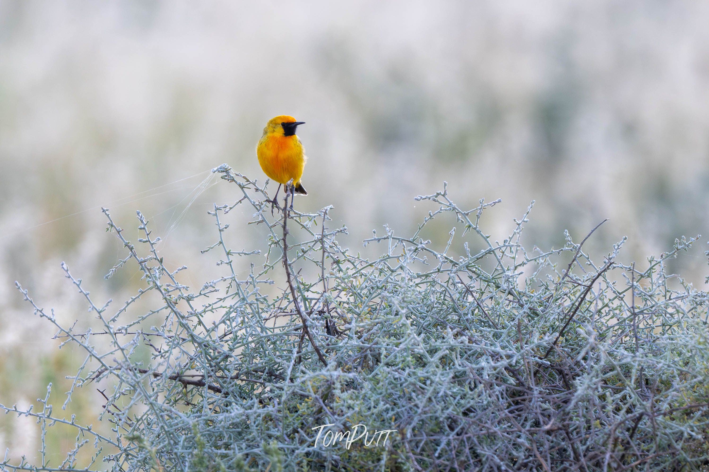 The Watcher. Orange Chat