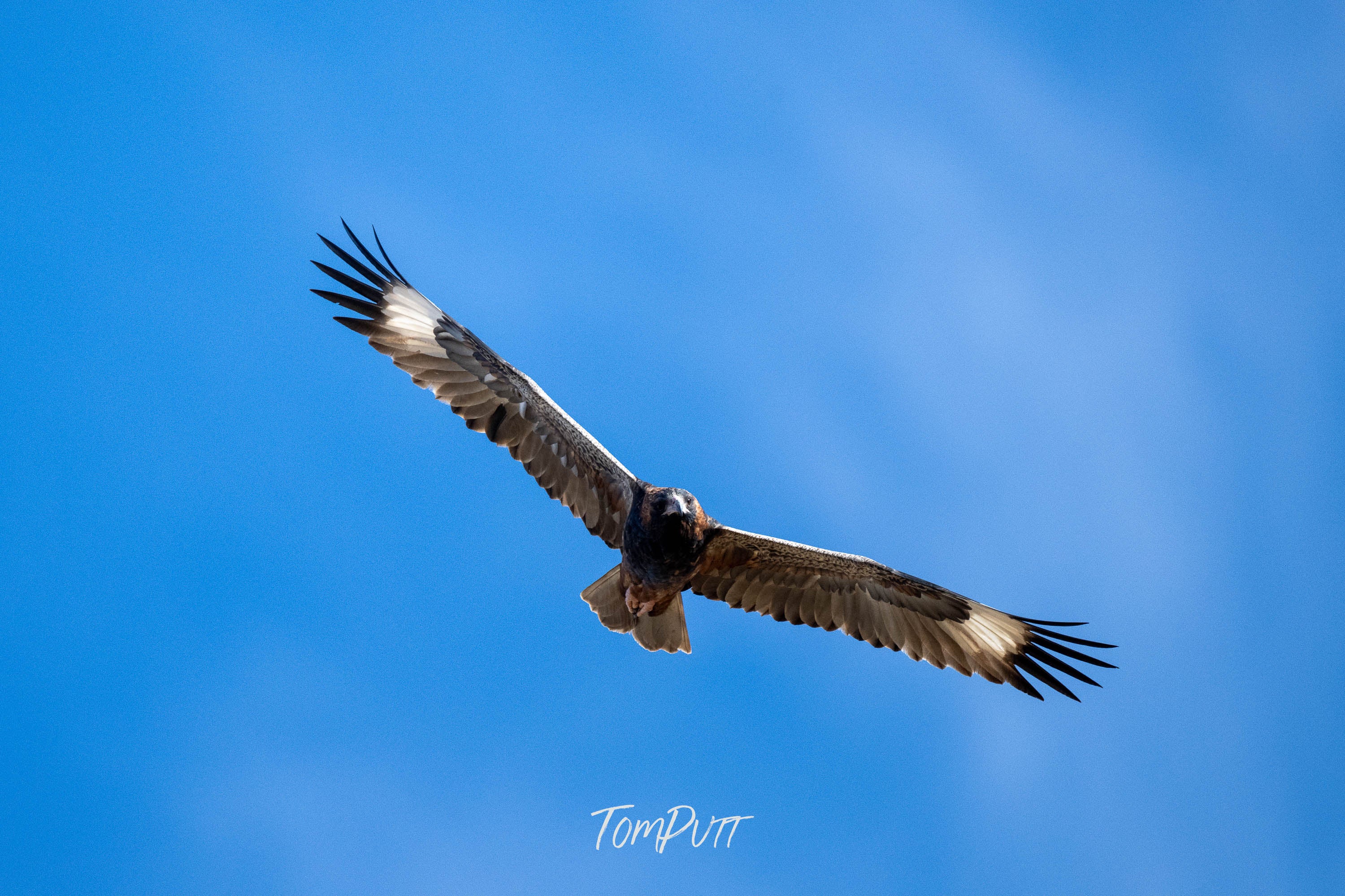 Focus. Black-Breasted Buzzard