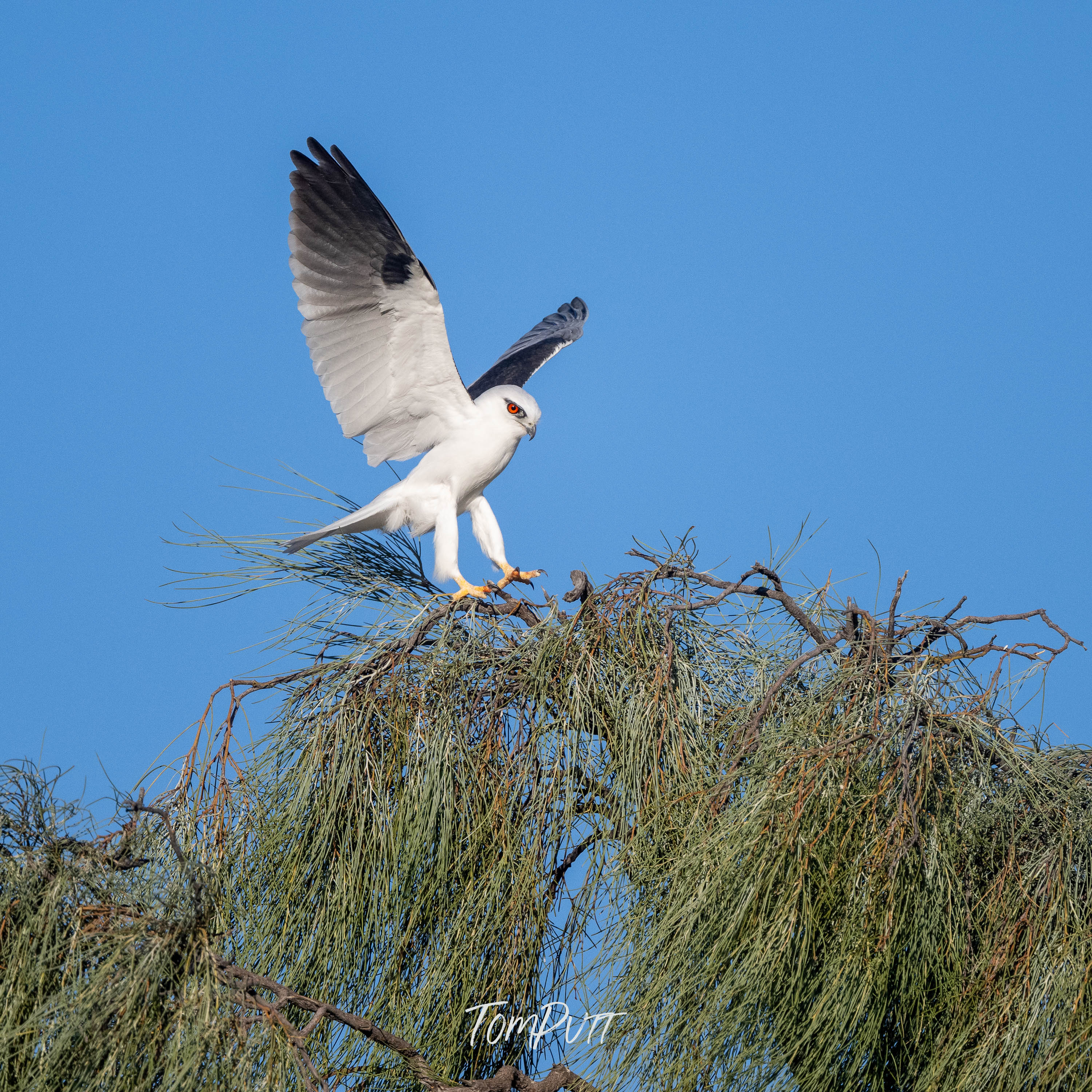 Landing. Black-Shouldered Kite