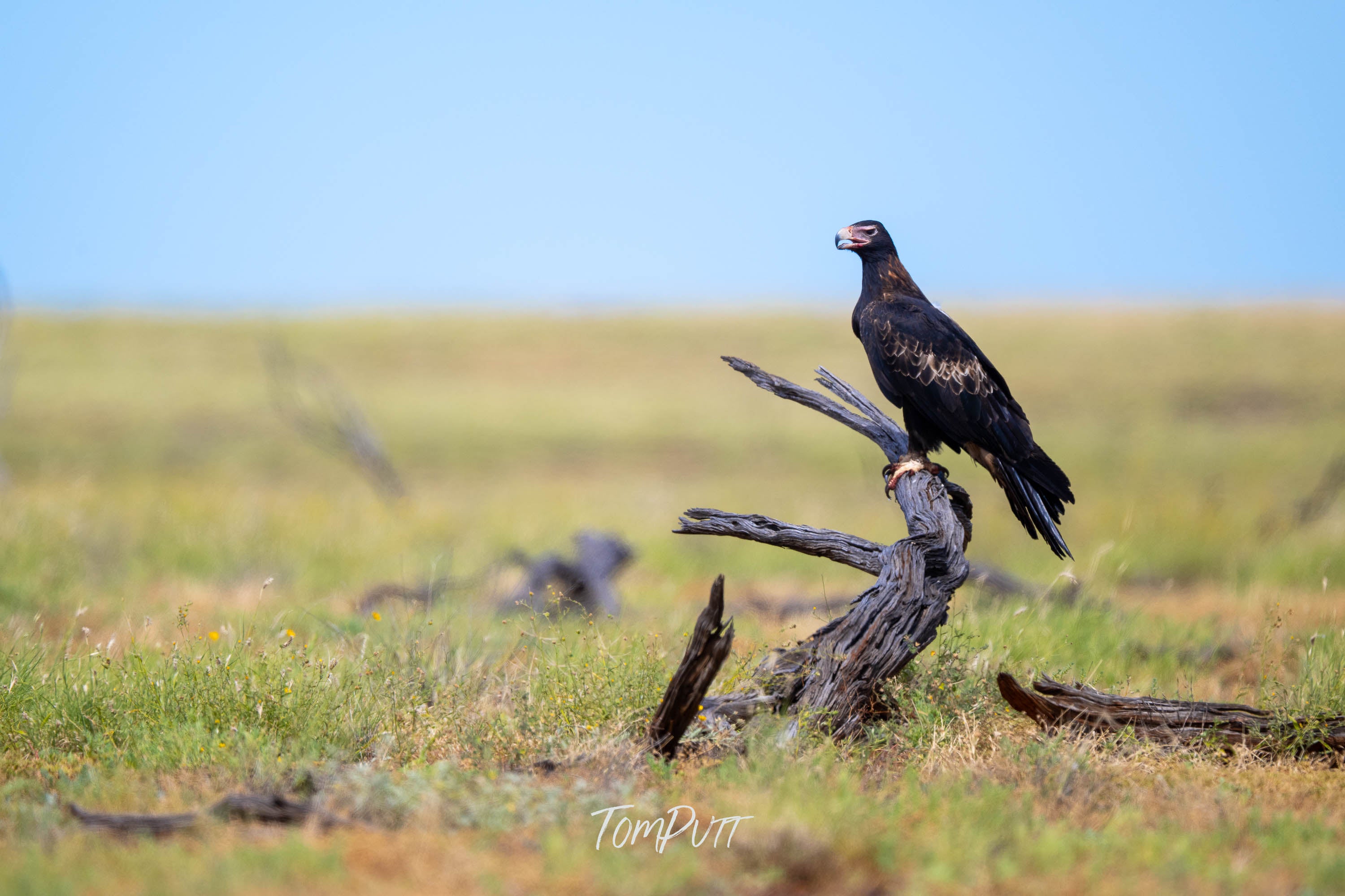 Keeping Watch. Wedge-Tailed Eagle