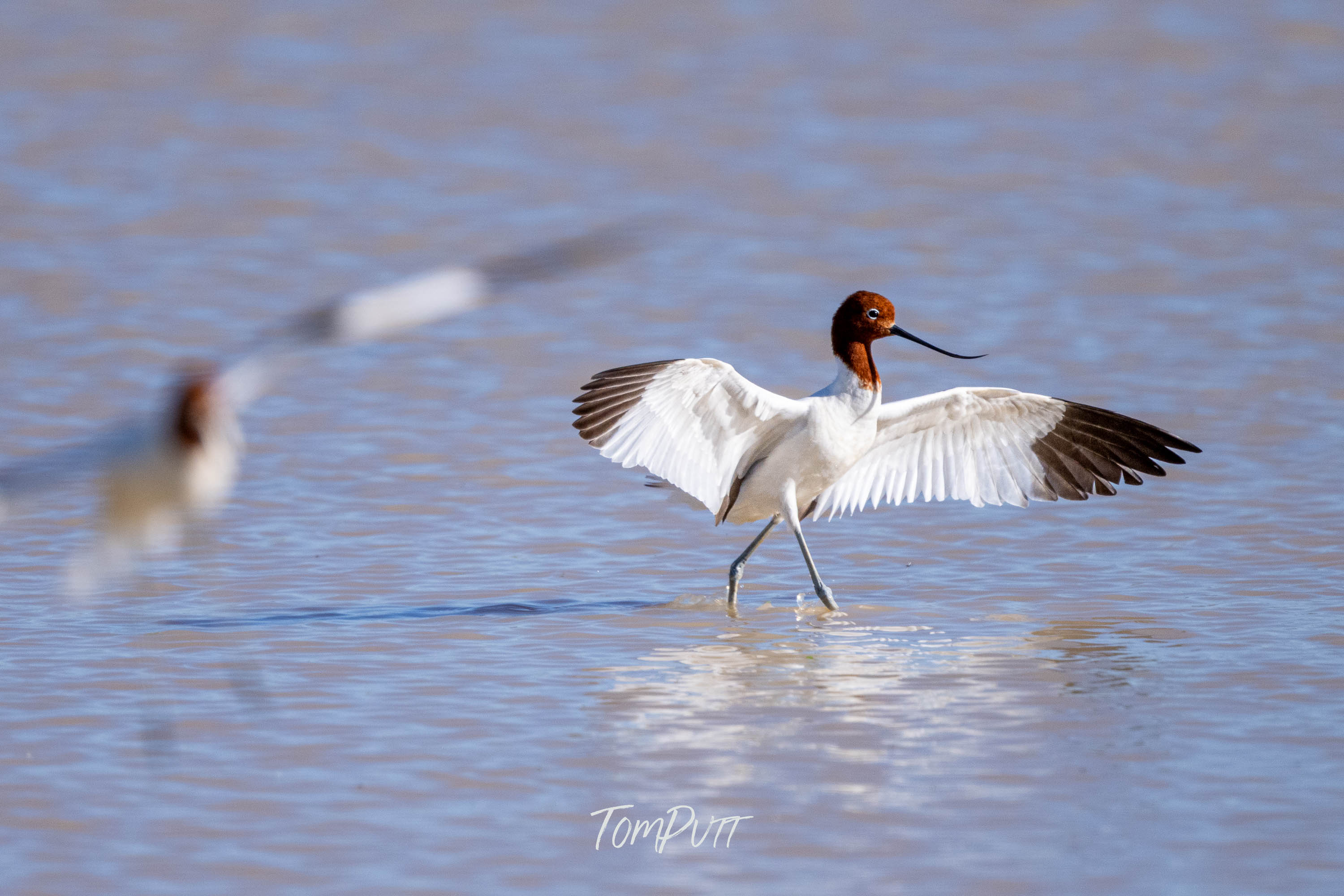 Stretching. Red-Necked Avocet