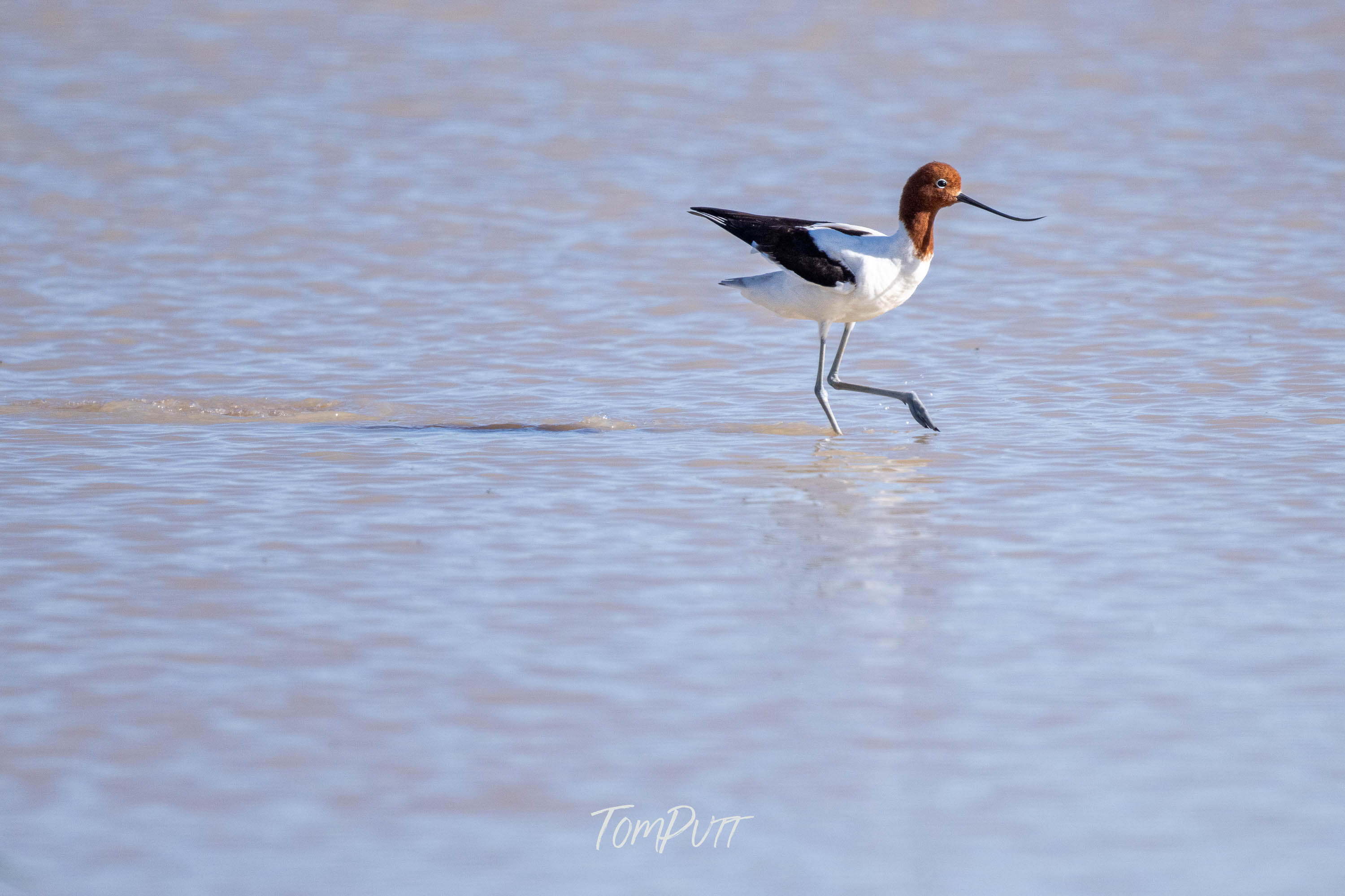 Wading. Red-Necked Avocet