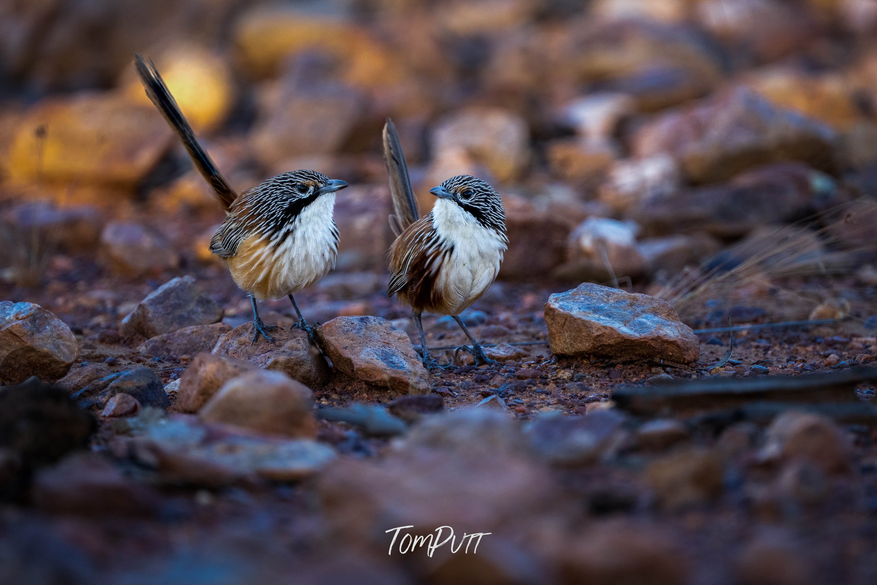 Eye Contact, Carpentarian Grasswren