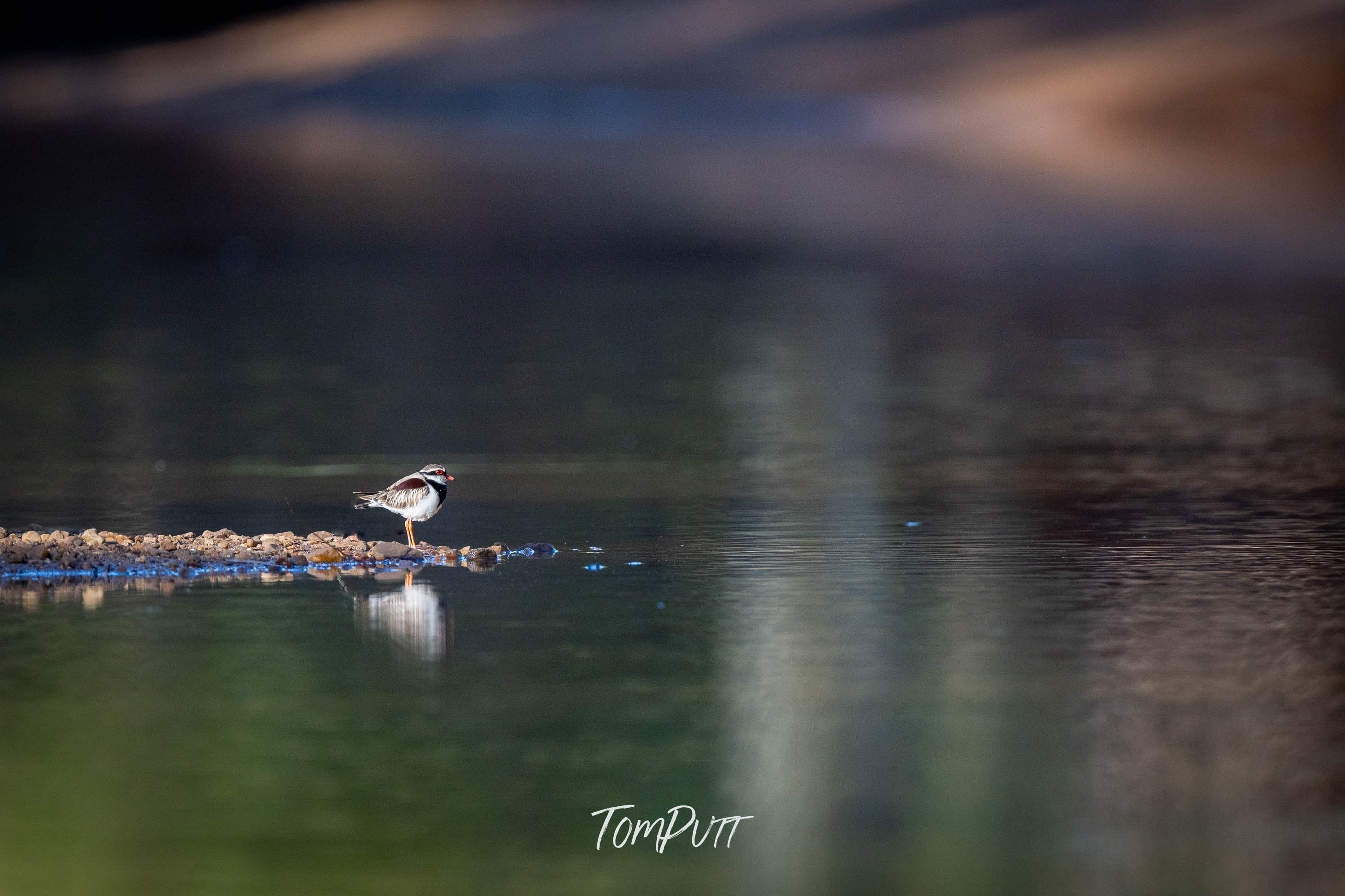Contemplation. Black-Fronted Dotterel