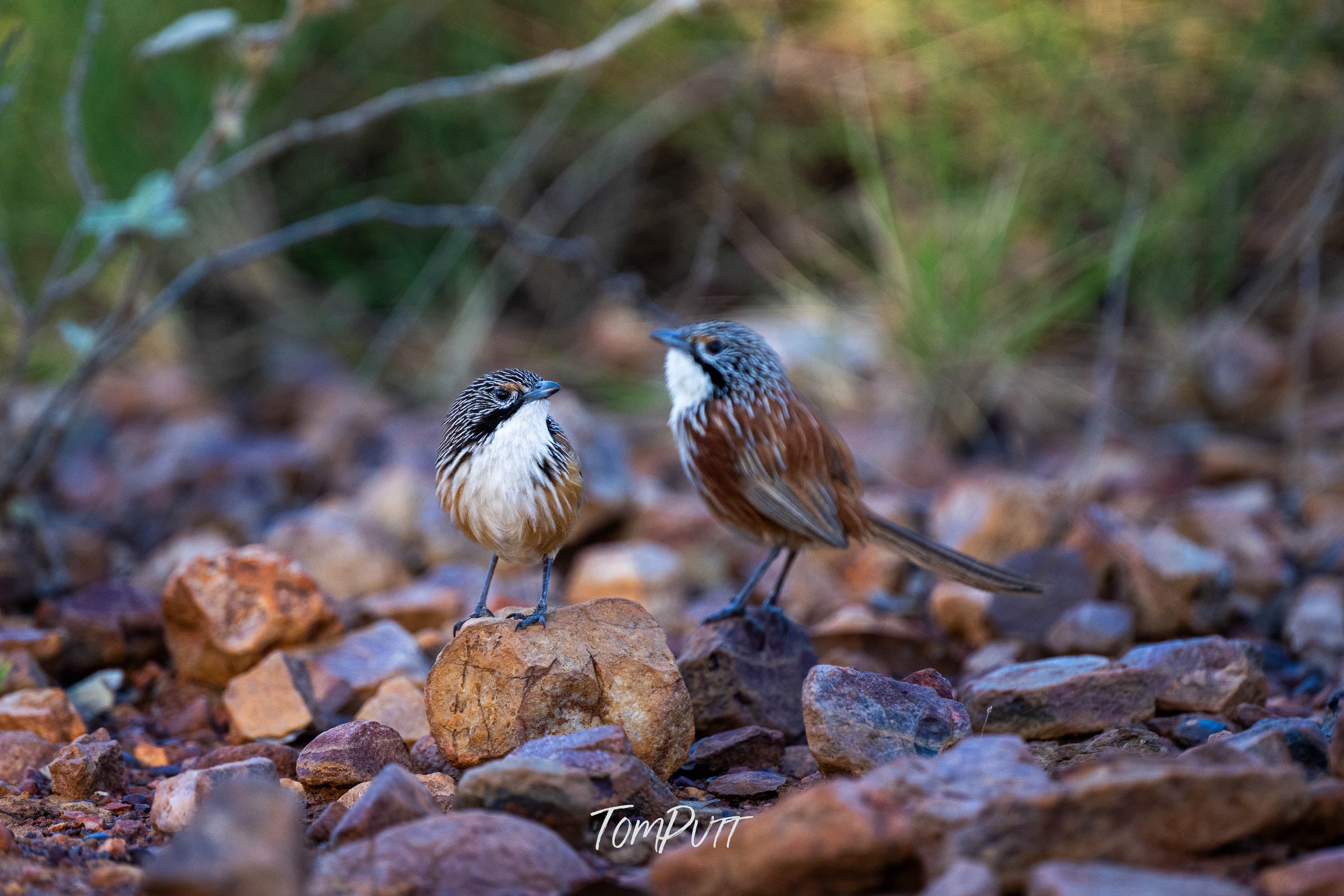 The Bond, Carpentarian Grasswren