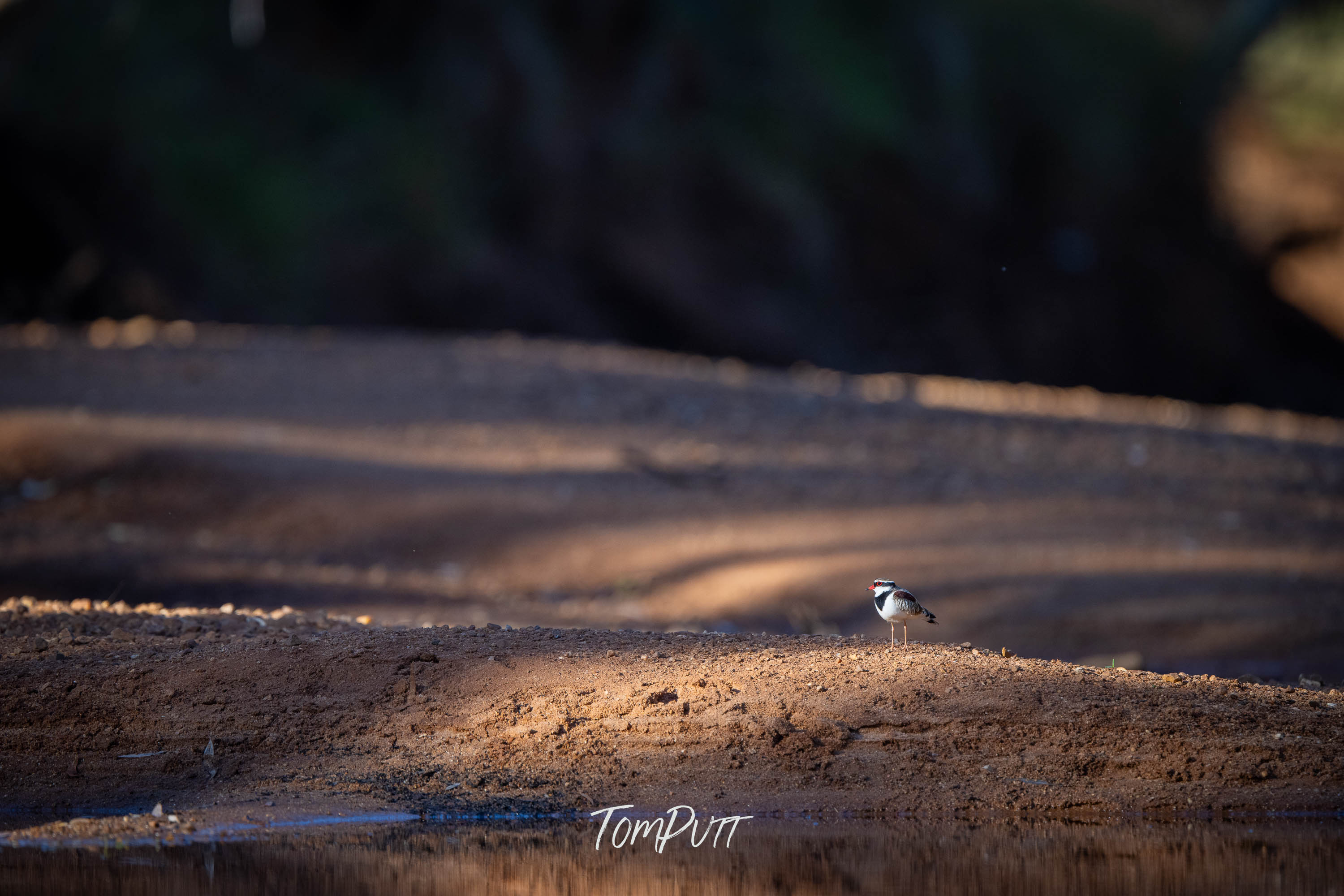 Alone. Black-Fronted Dotterel