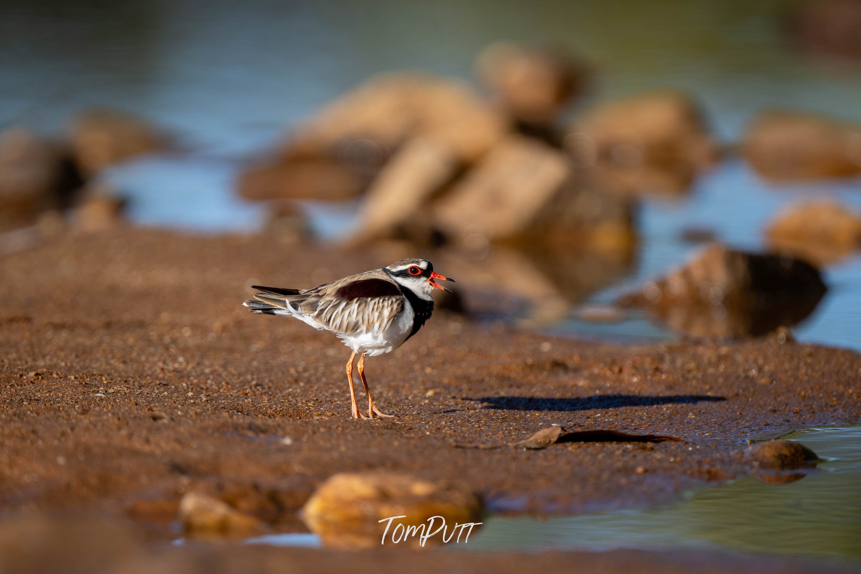 The Call. Black-Fronted Dotterel
