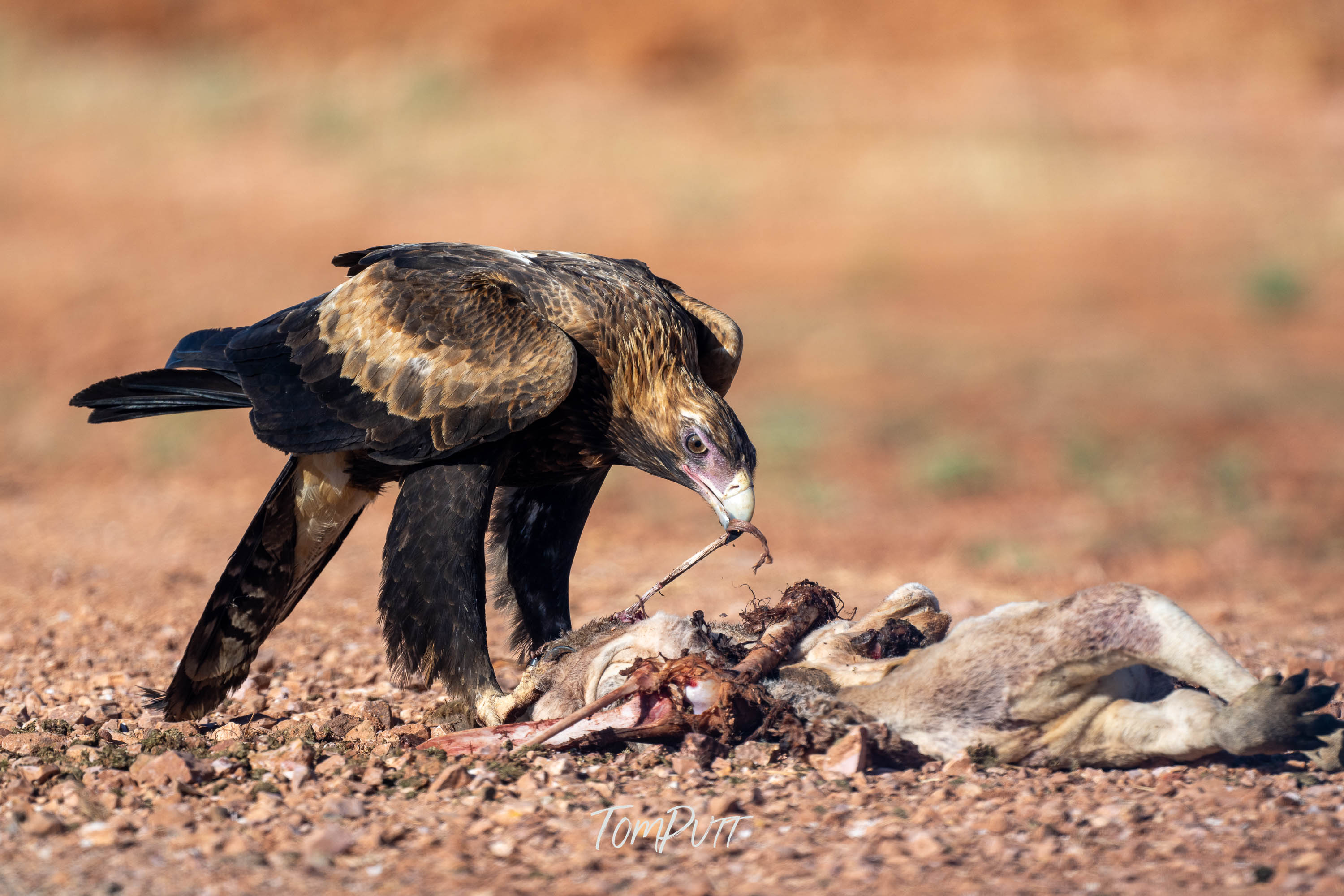 Lunch Time. Wedge-Tailed Eagle