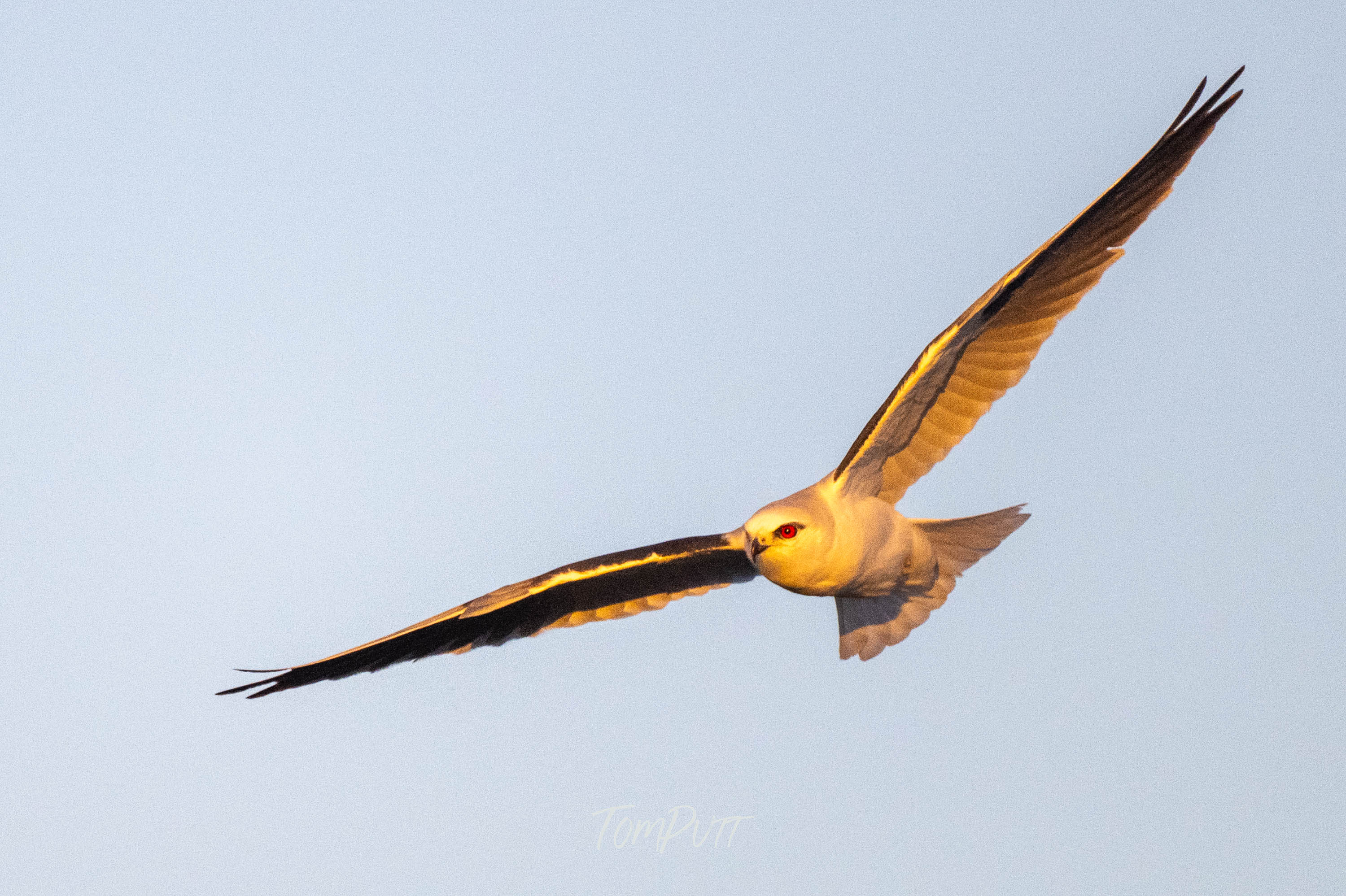 Golden Glow. Black-Shouldered Kite