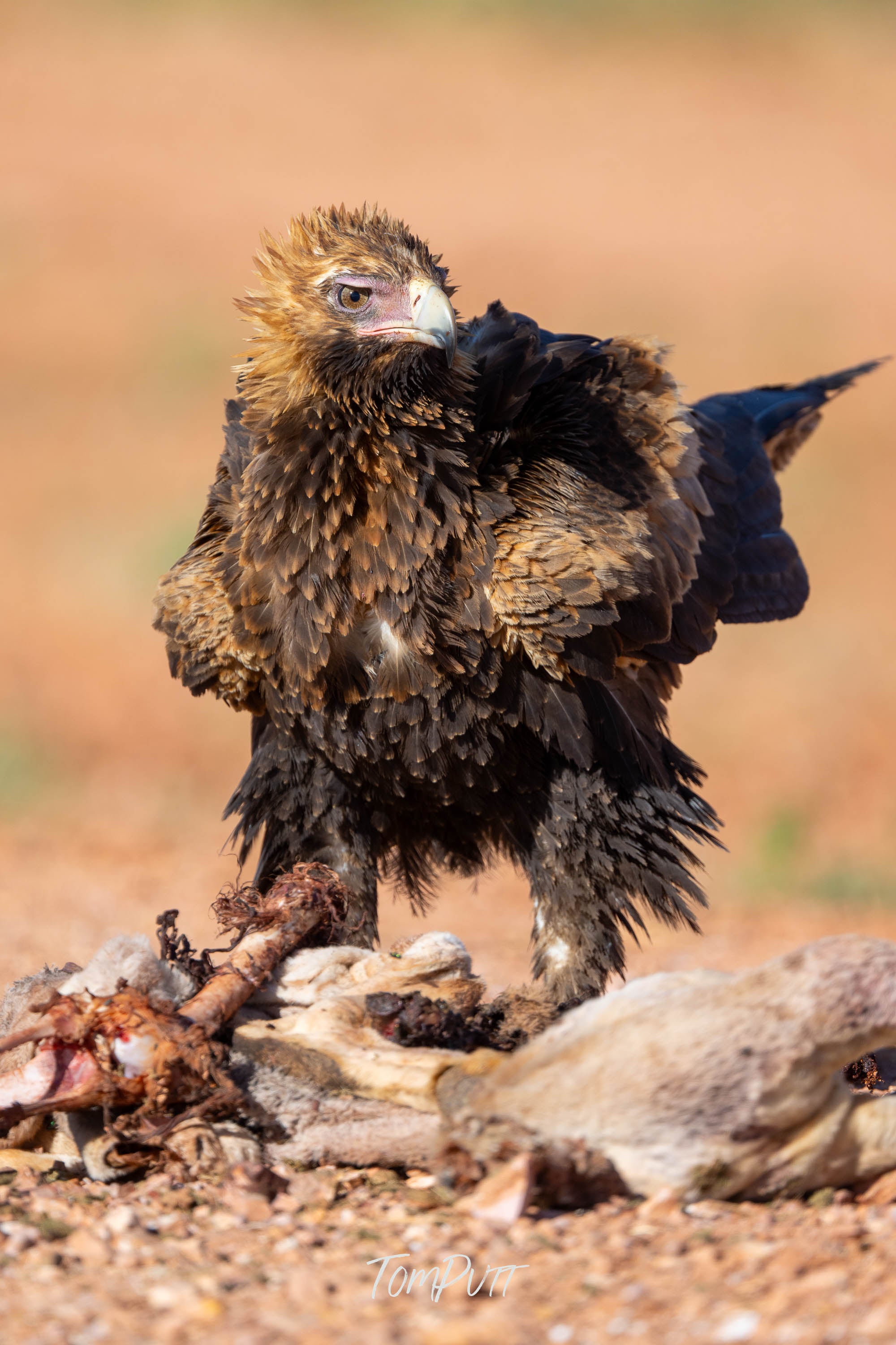 Predator. Wedge-Tailed Eagle