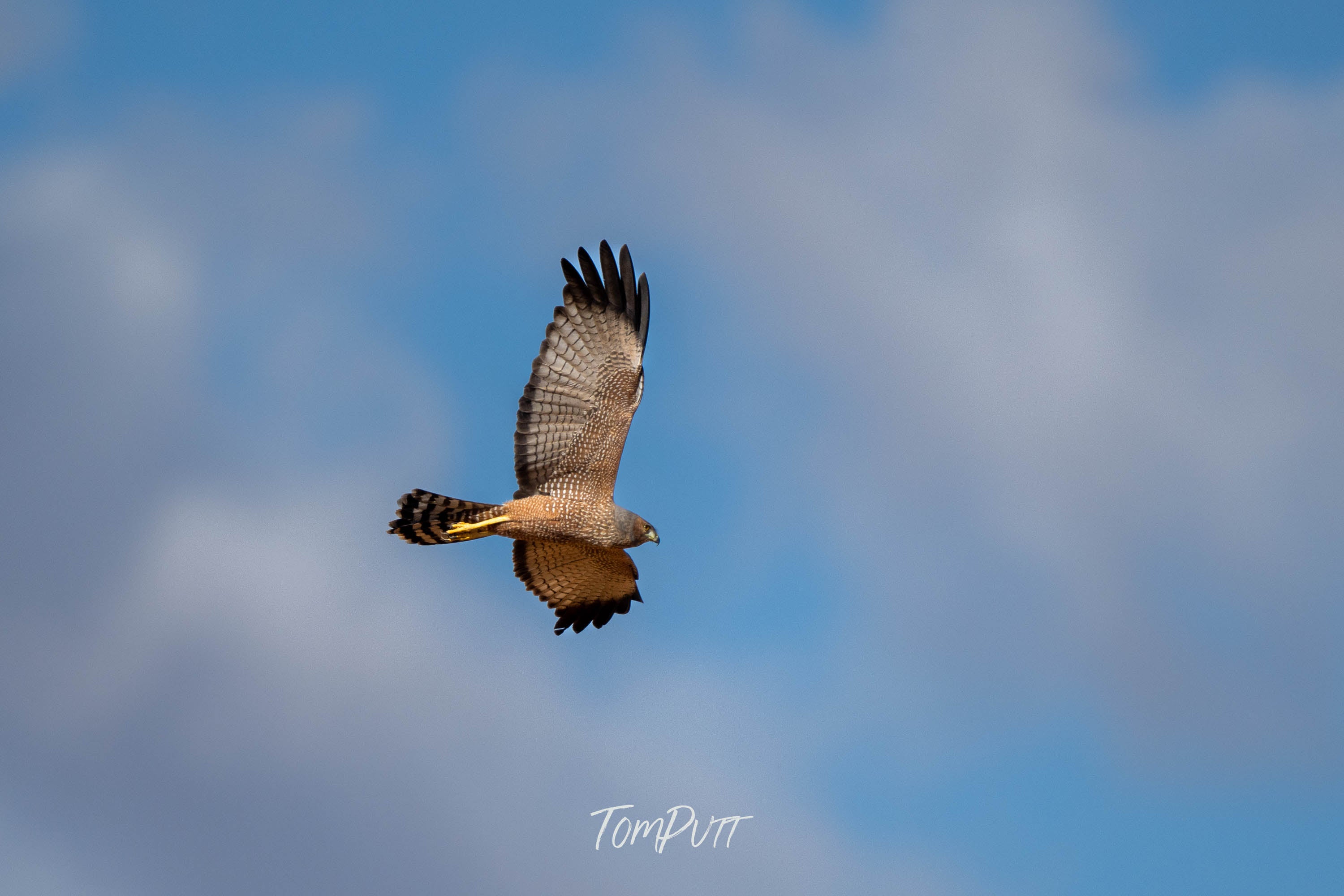 Spotted Harrier in Flight