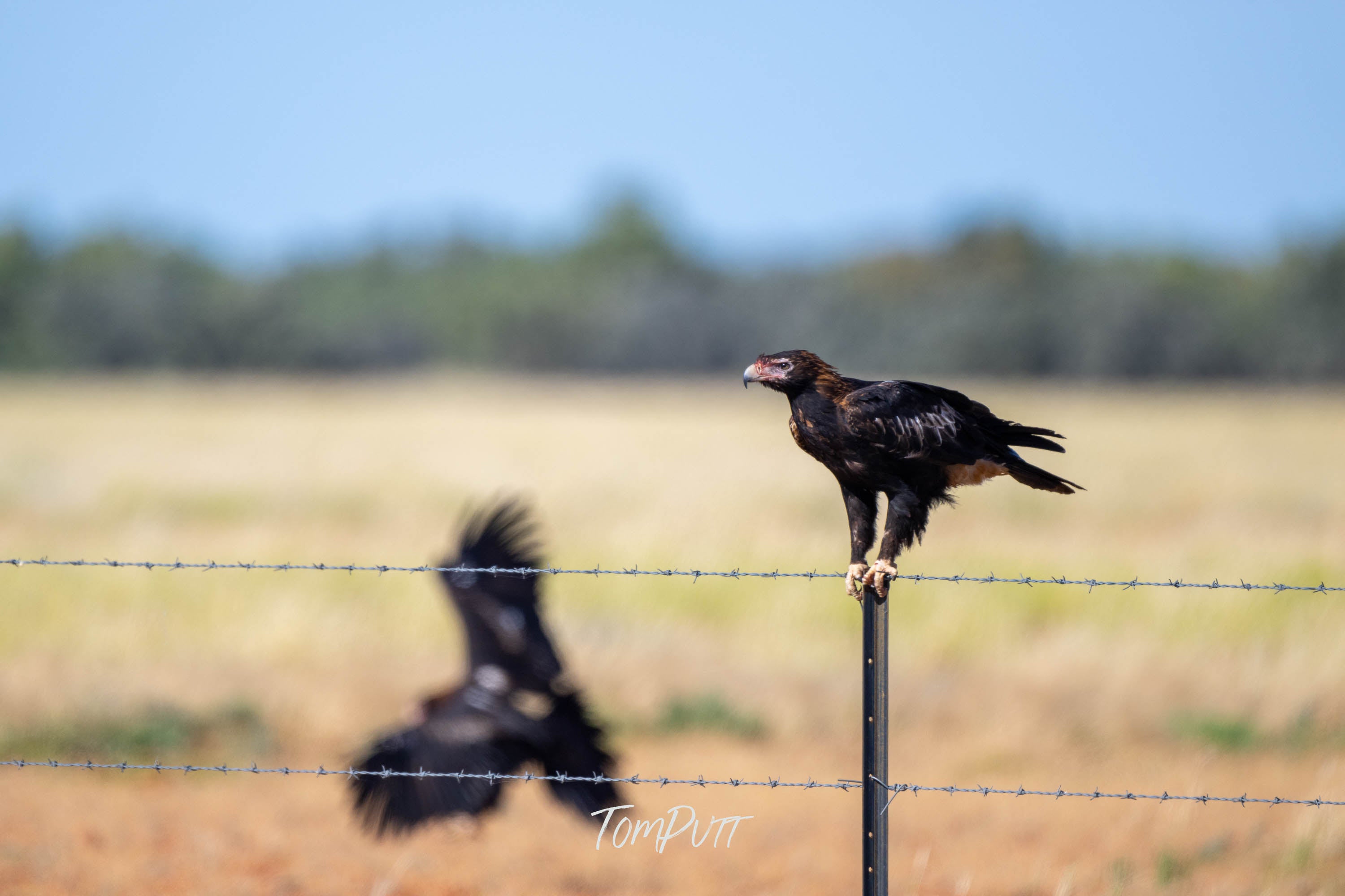 On The Fence. Wedge-Tailed Eagle