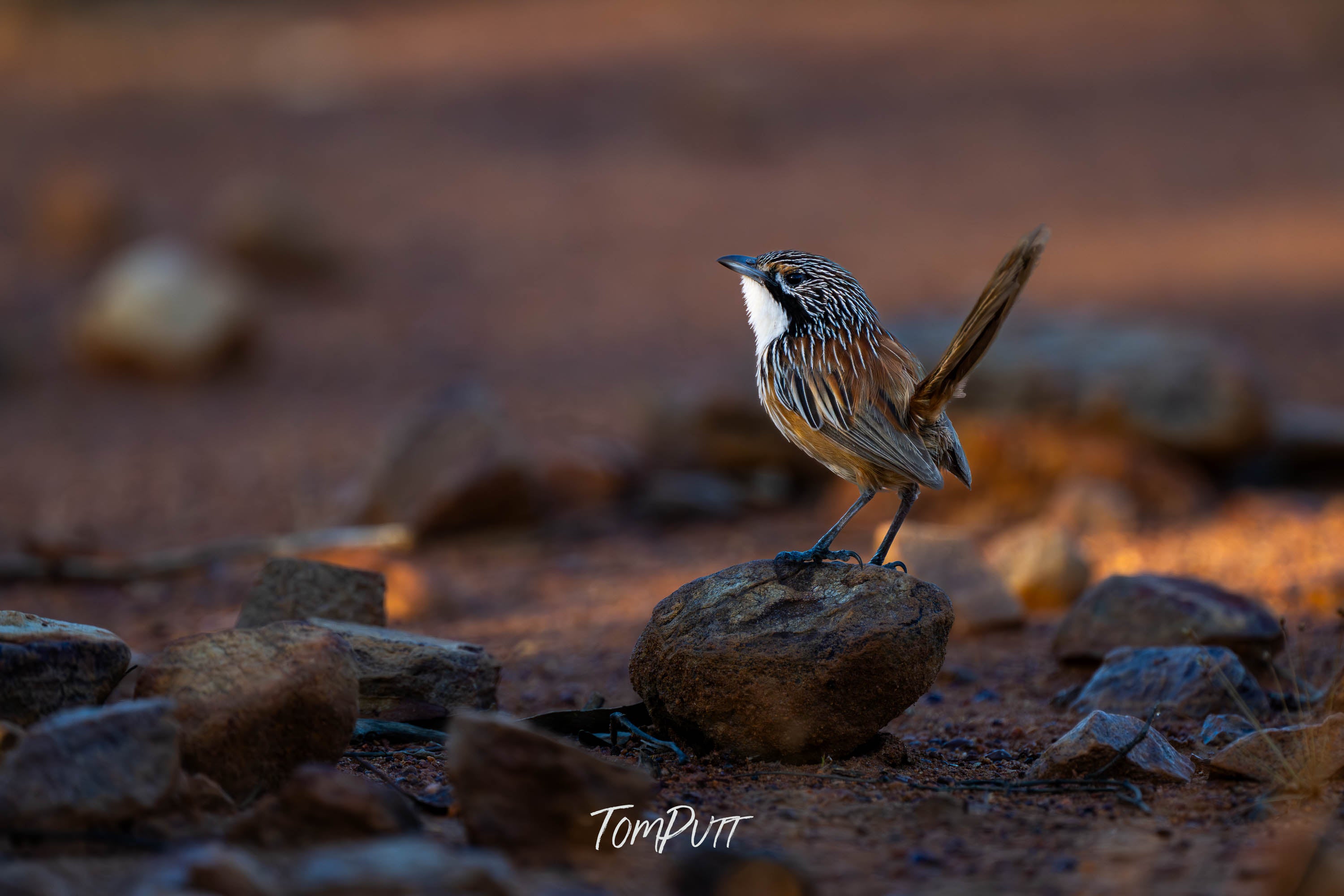 Carpentarian Grasswren on Stage