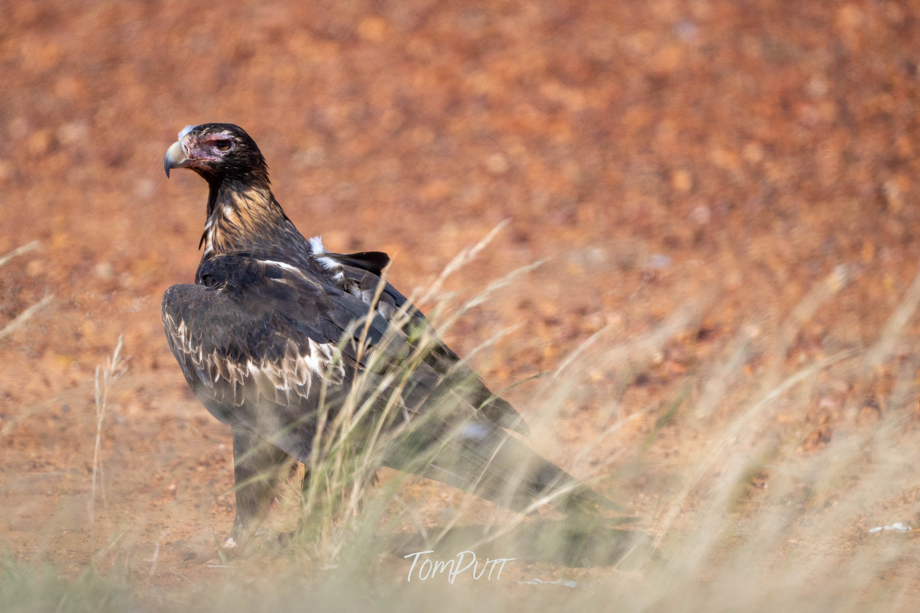 Observant. Wedge-Tailed Eagle