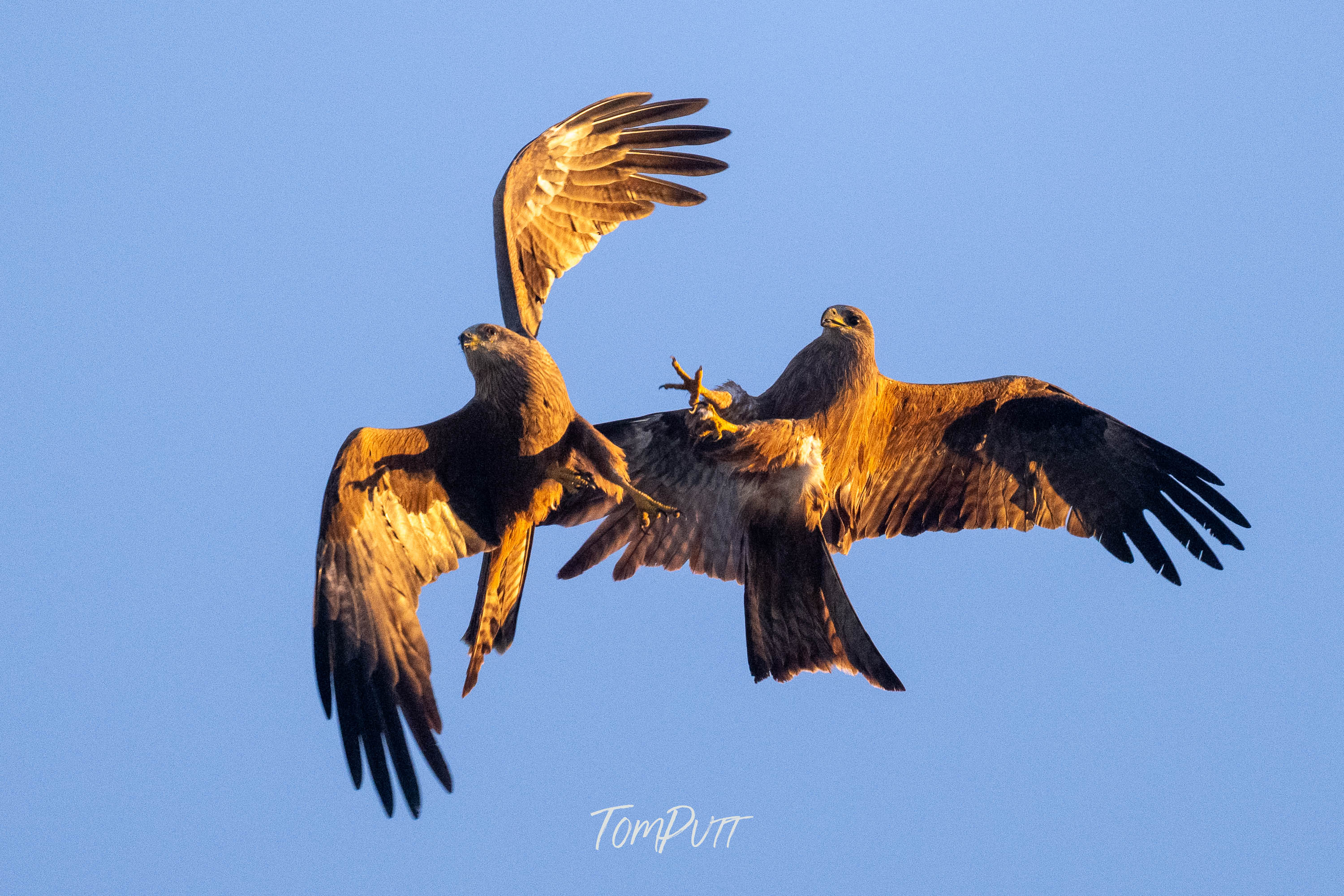 Sky Fight, Black Kite