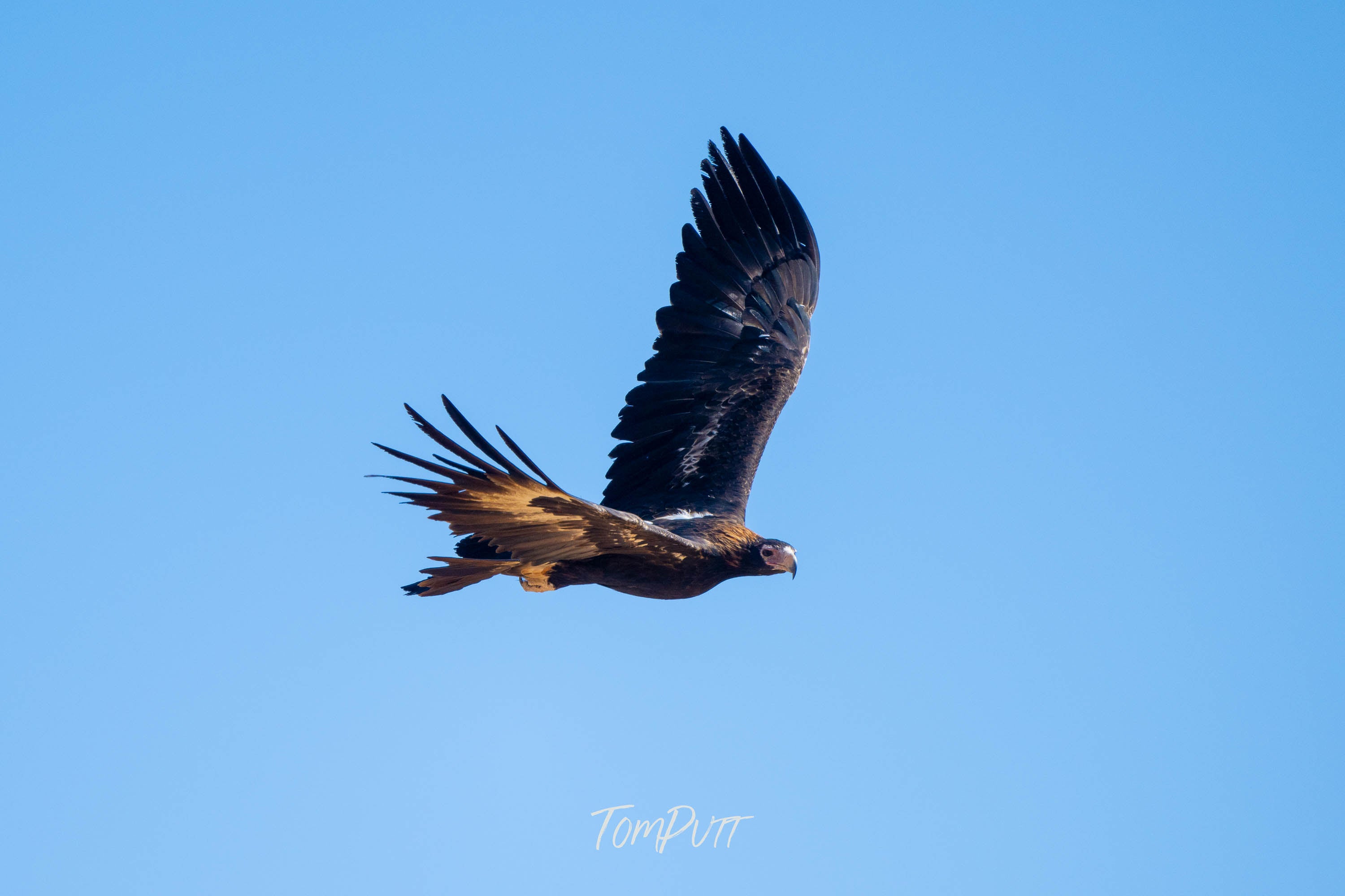 Wedge-Tailed Eagle in Flight