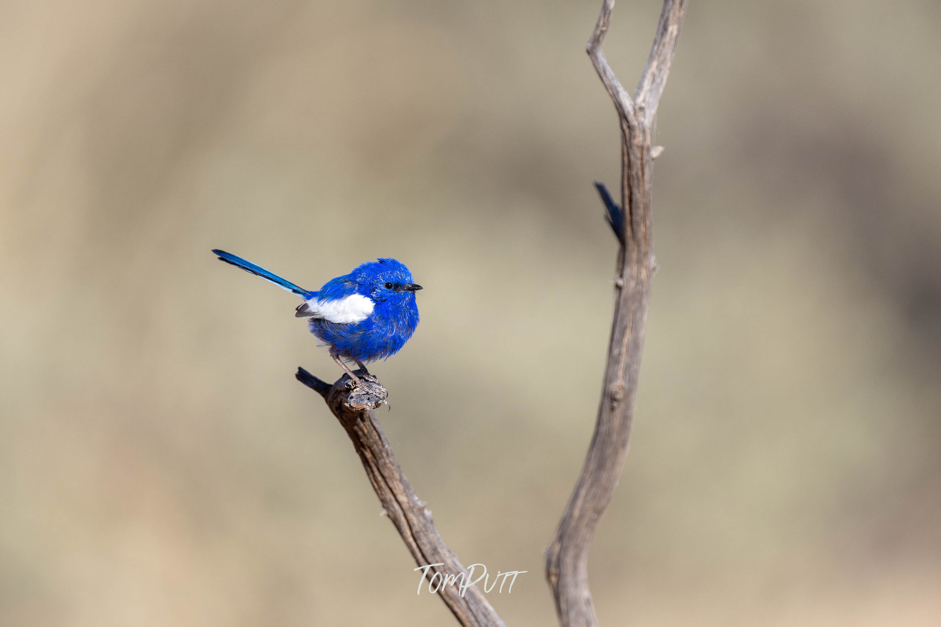 Balancing Act. White-Winged Fairy Wren