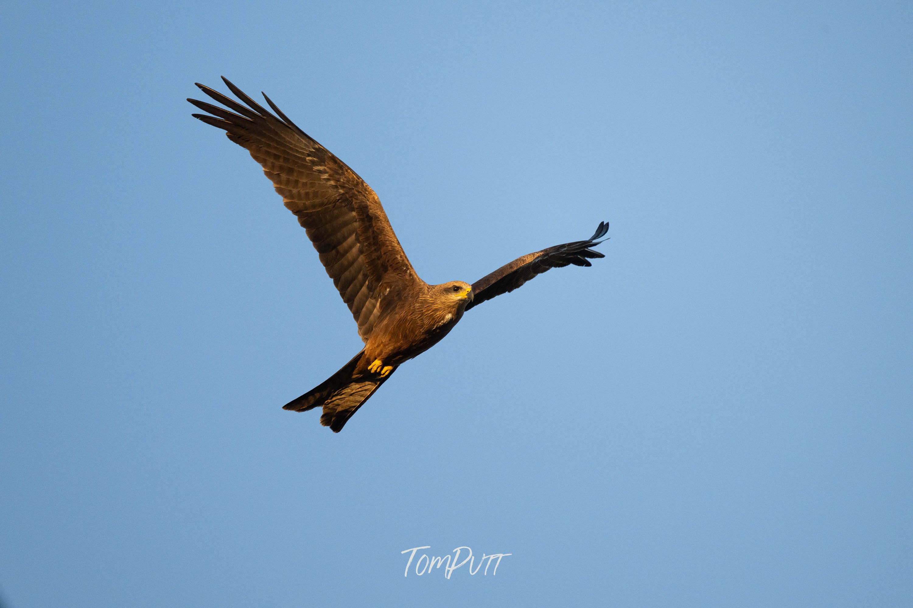 Black Kite Soaring