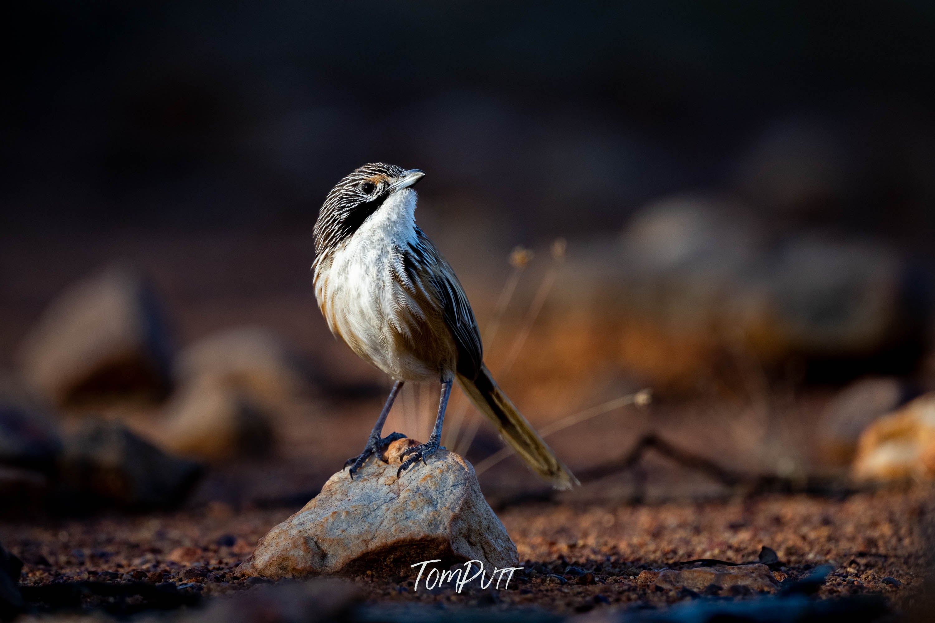 Confidence. Carpentarian Grasswren