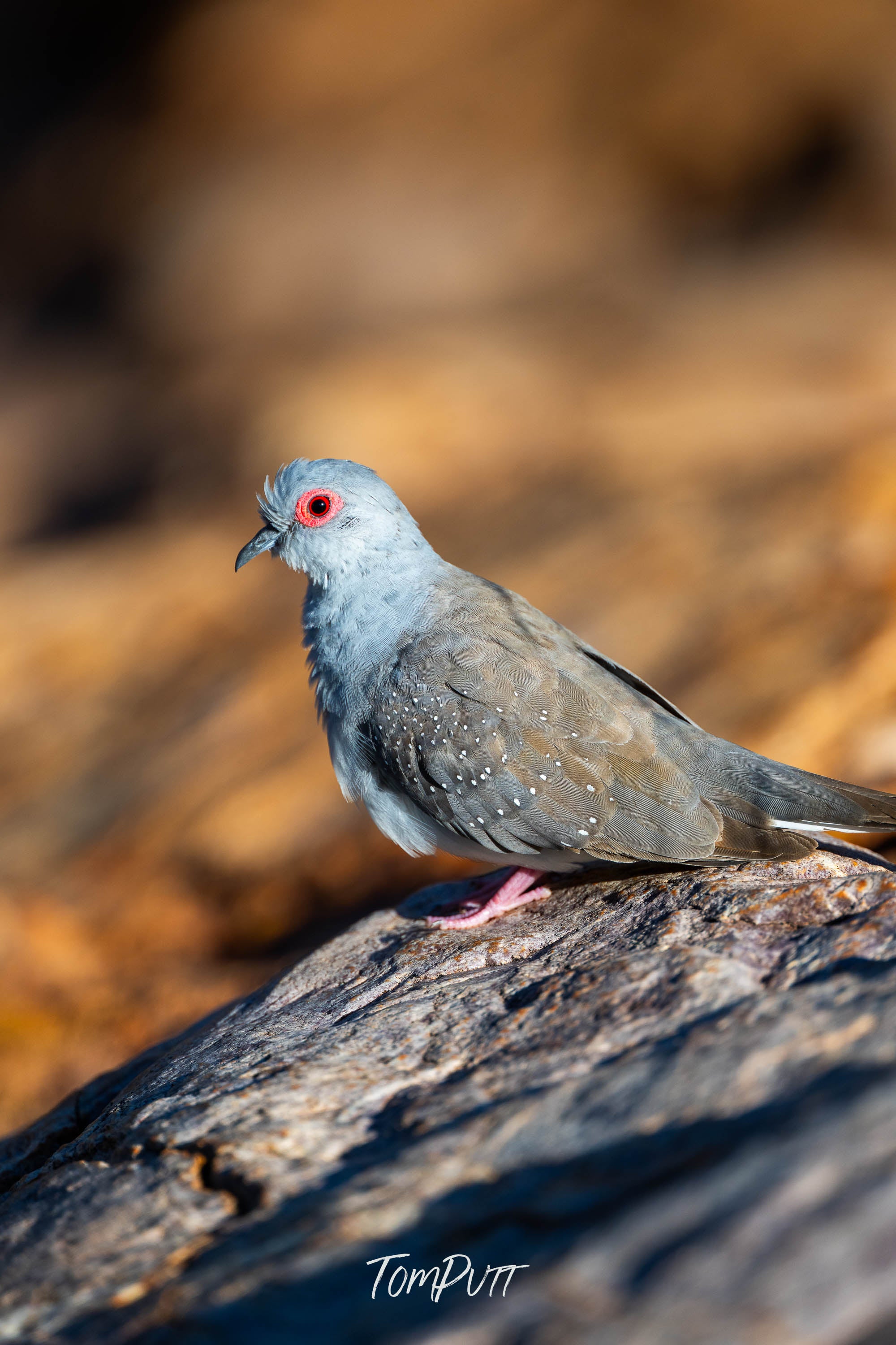 Diamond Dove, Channel Country