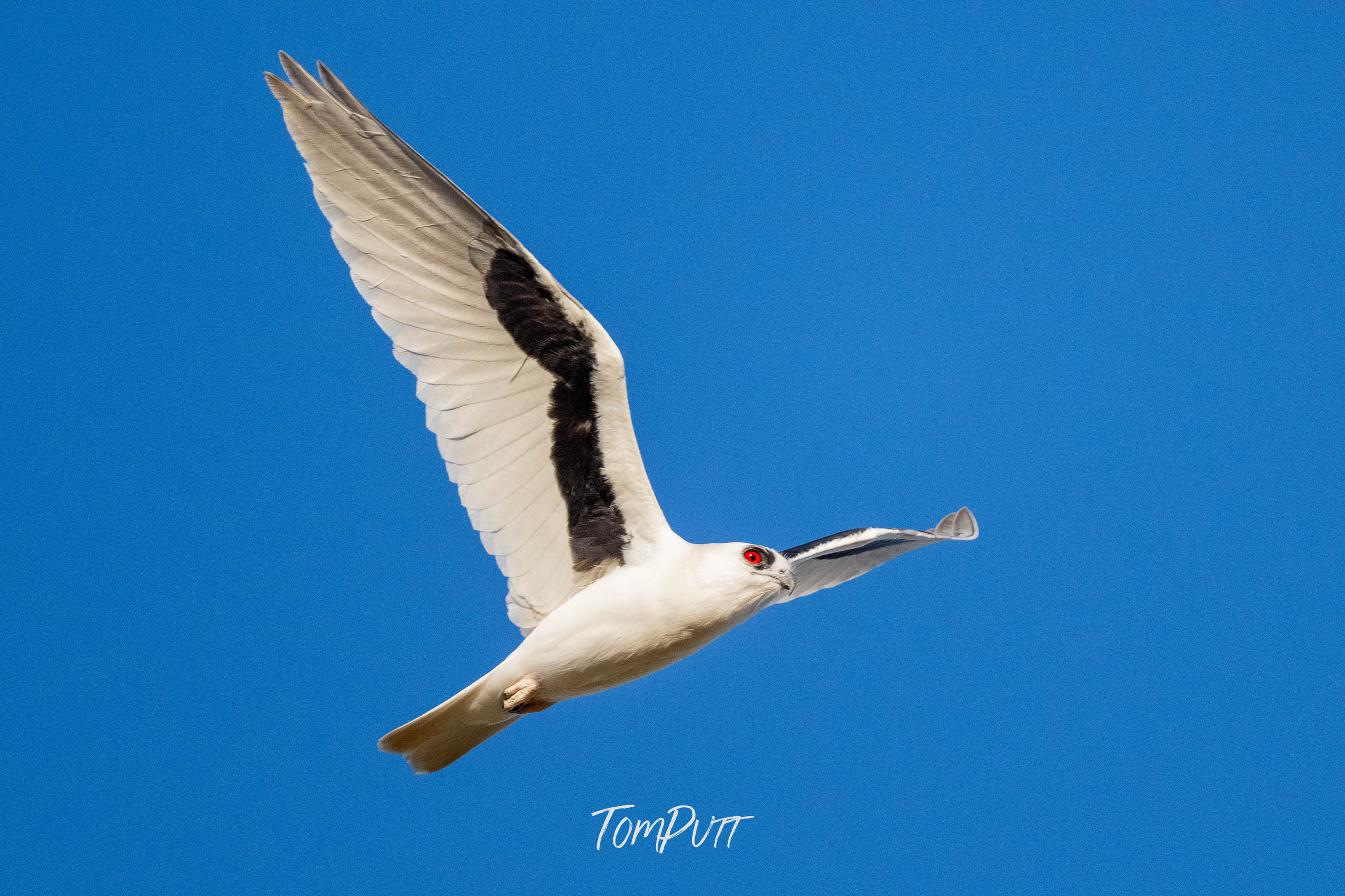Red-Eye Flight. Letter-Winged Kite