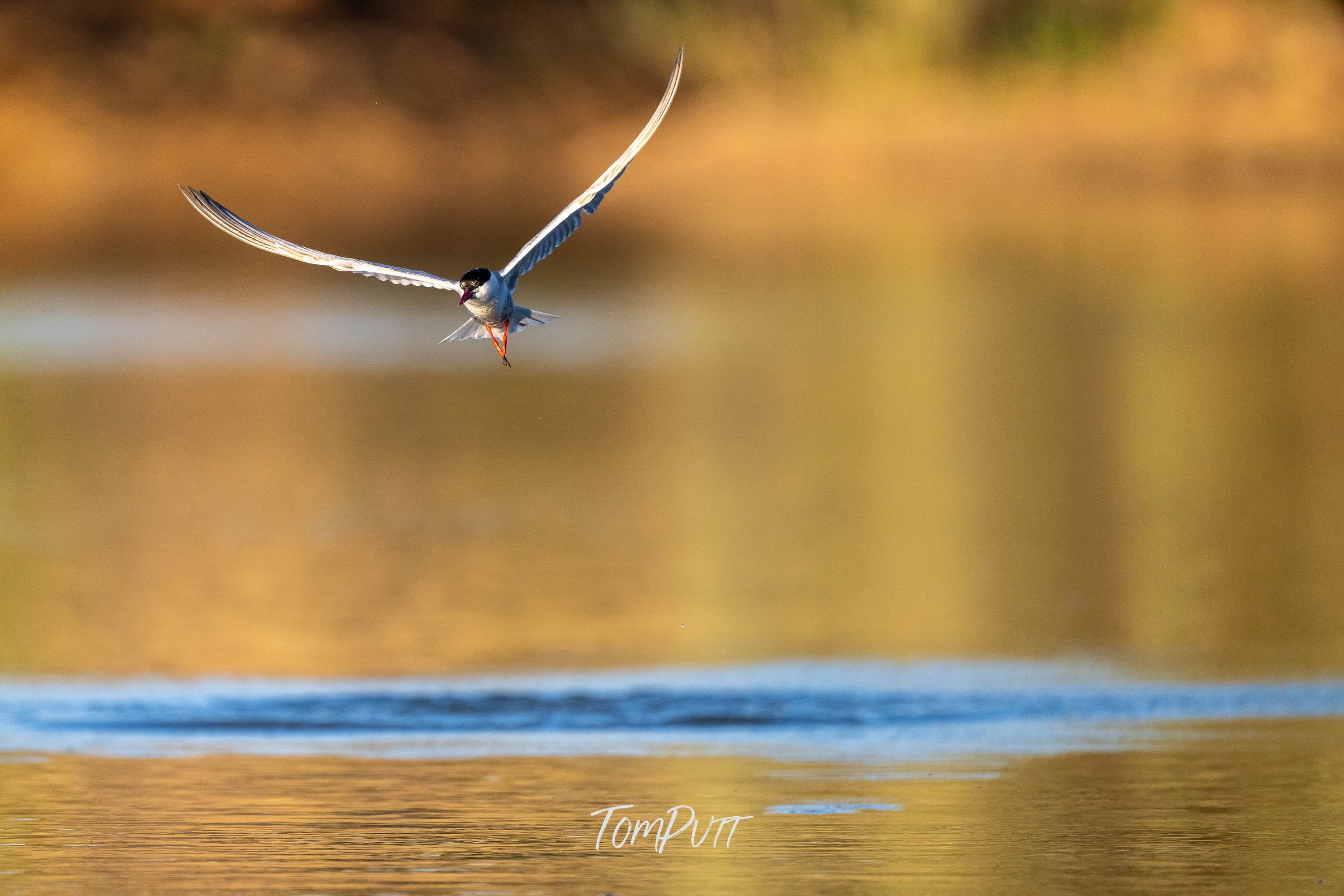 Scouting for Food. Whiskered Tern