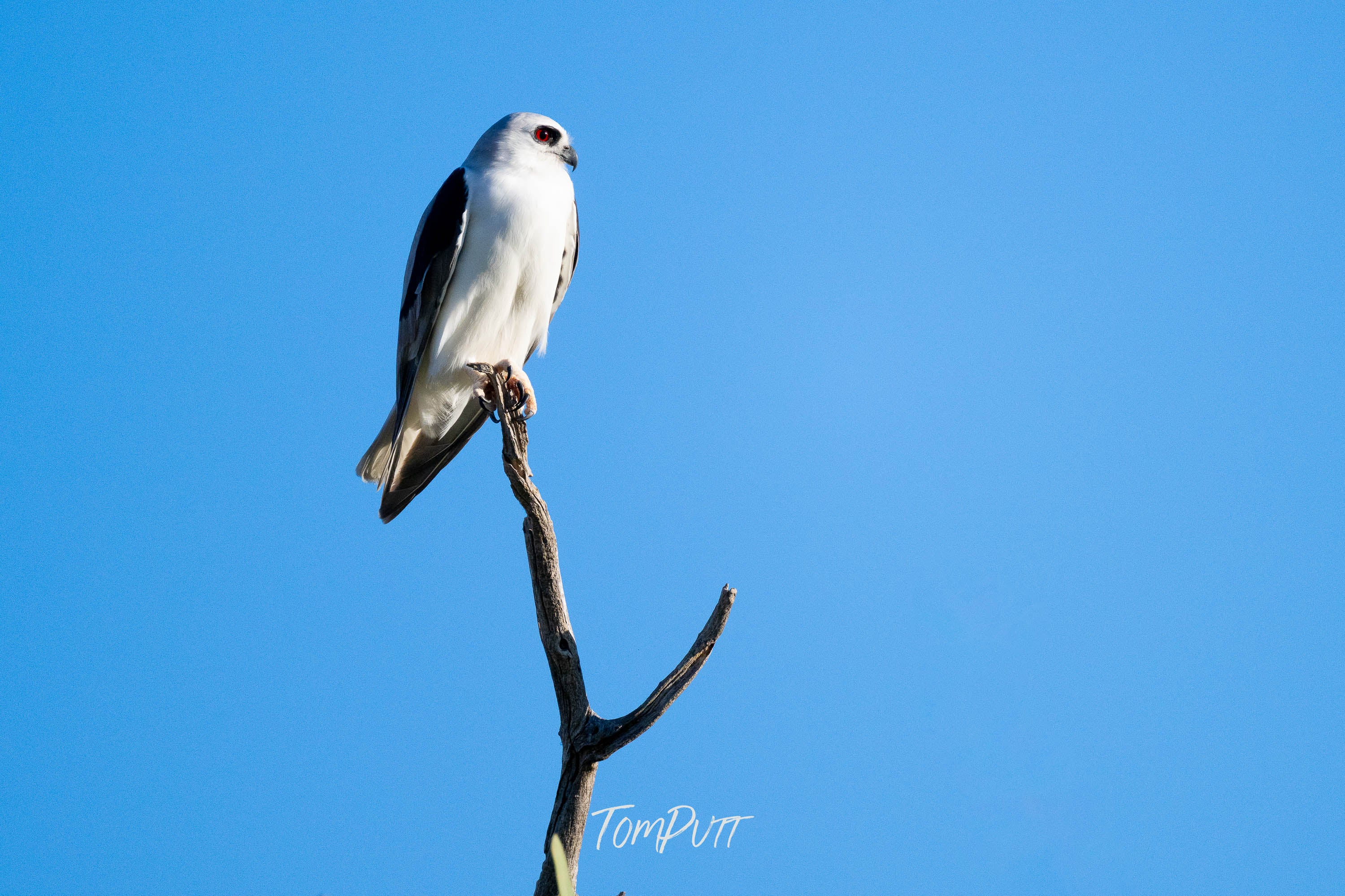 Sentinel. Letter-Winged Kite
