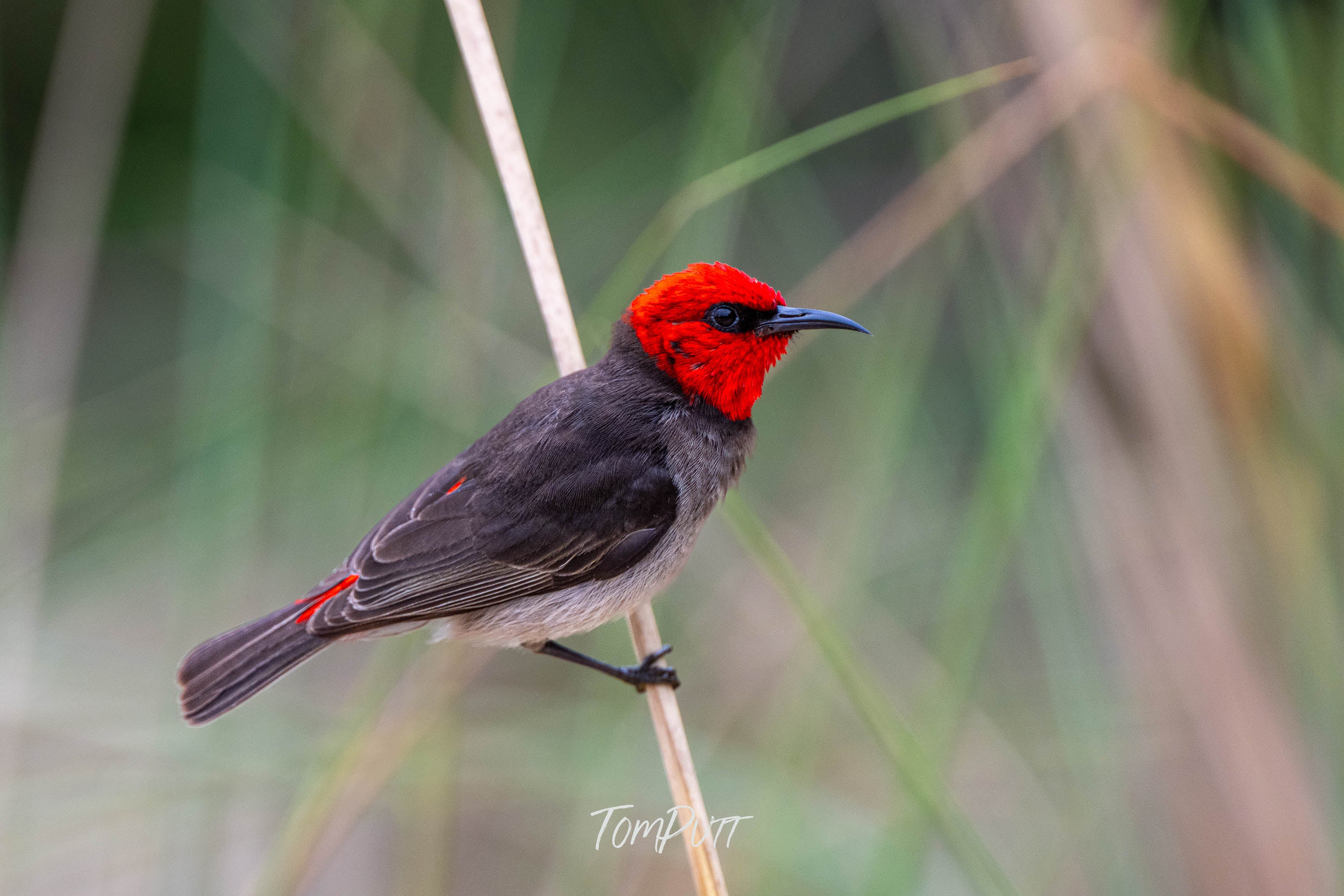 Tightrope Walker. Red-Headed Honeyeater