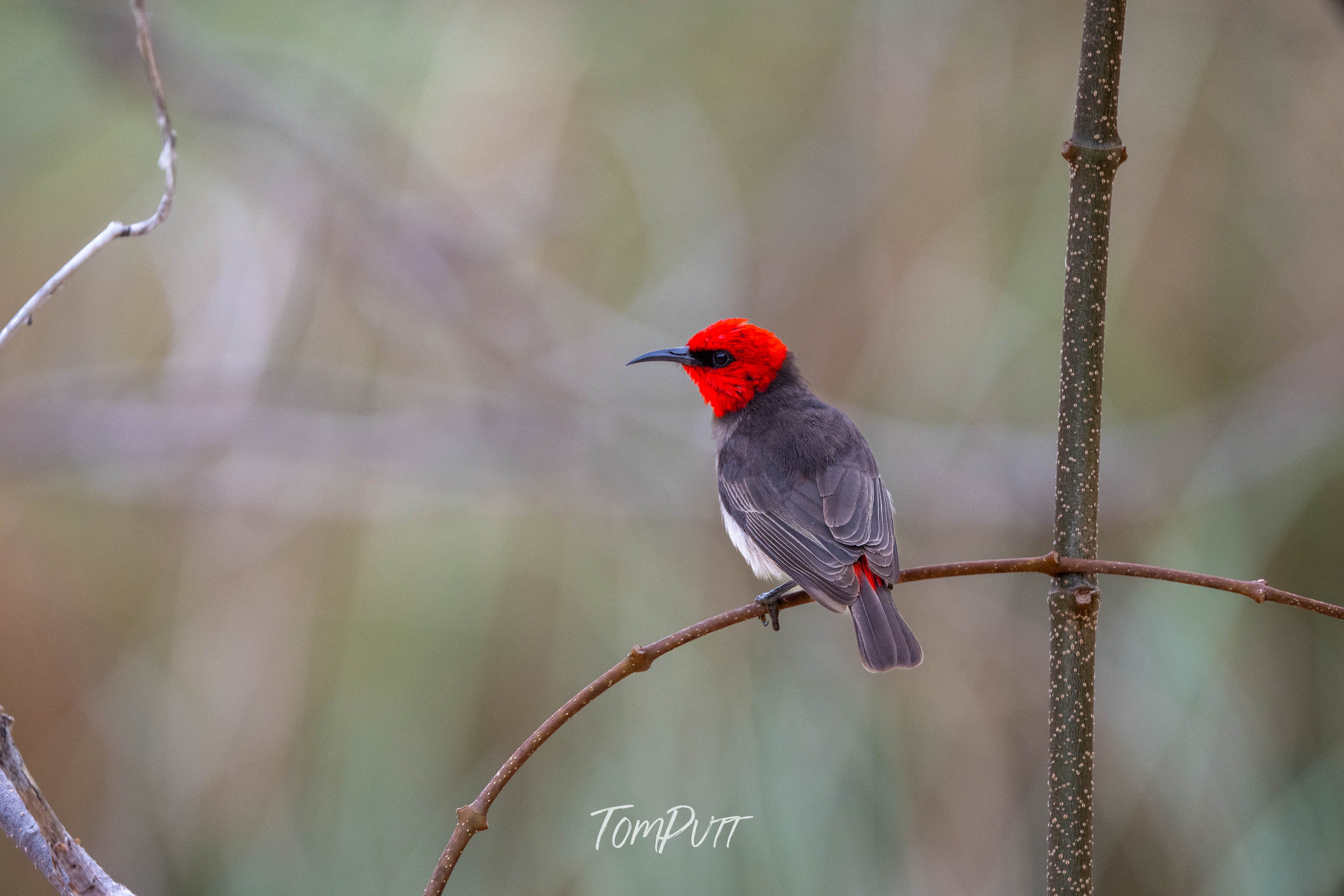 Intensity. Red-Headed Honeyeater