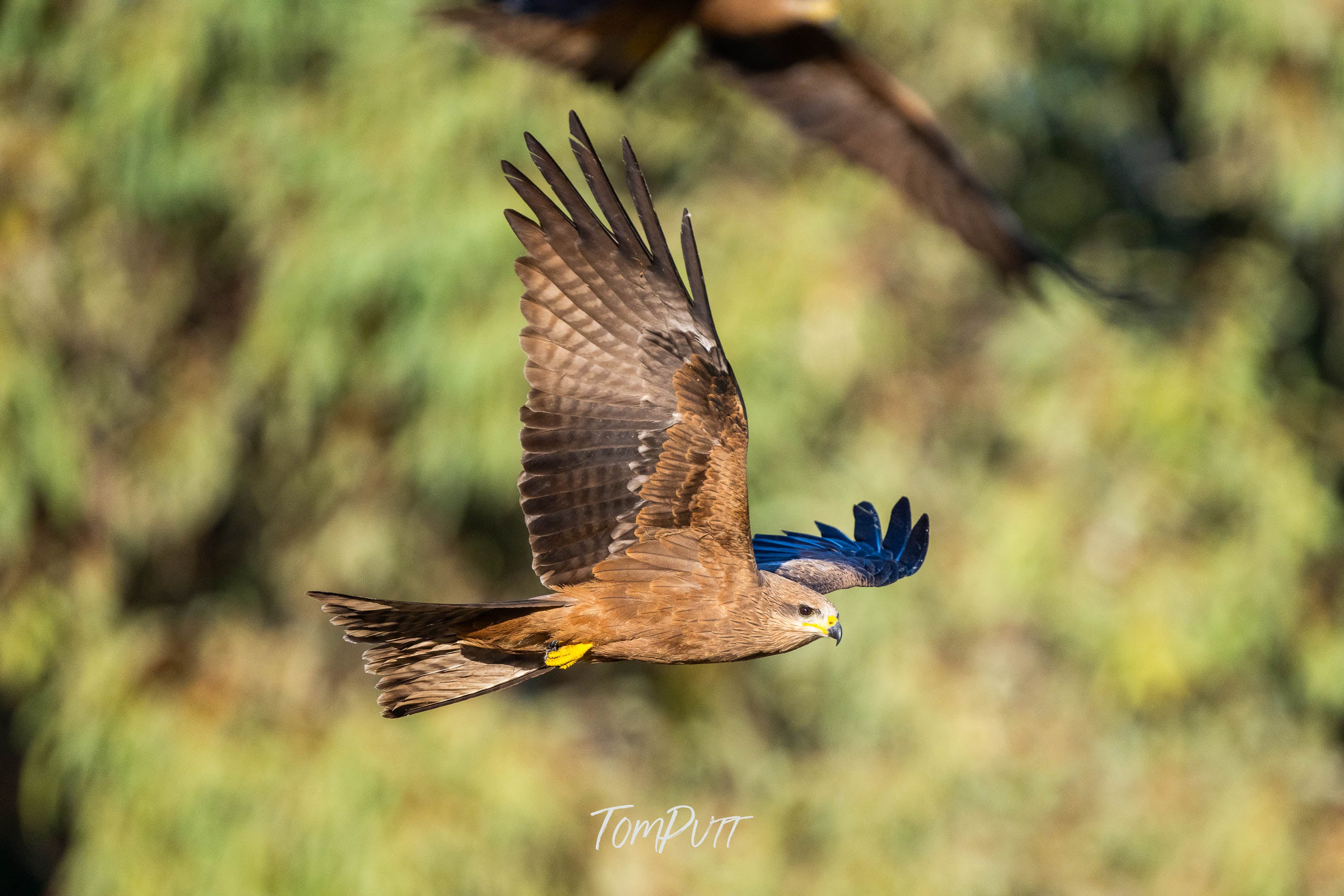 Black Kite Passing By