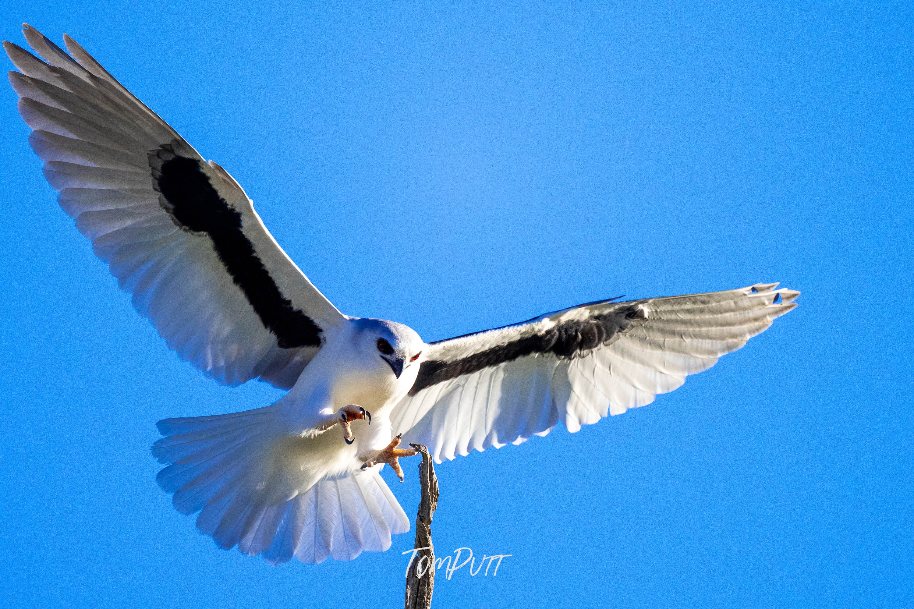 Focussed Landing. Letter-Winged Kite