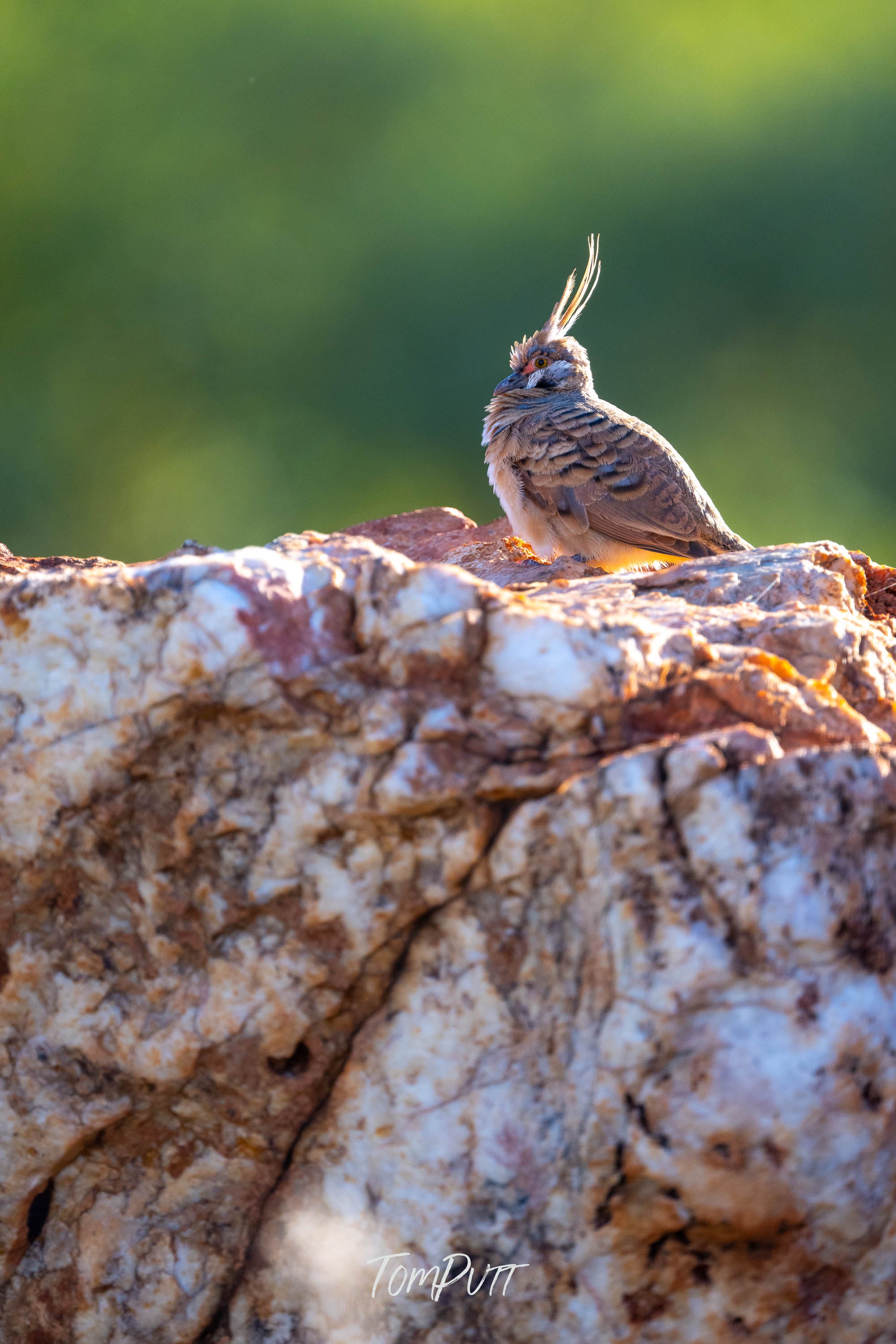 Spinifex Pigeon on the Rocks