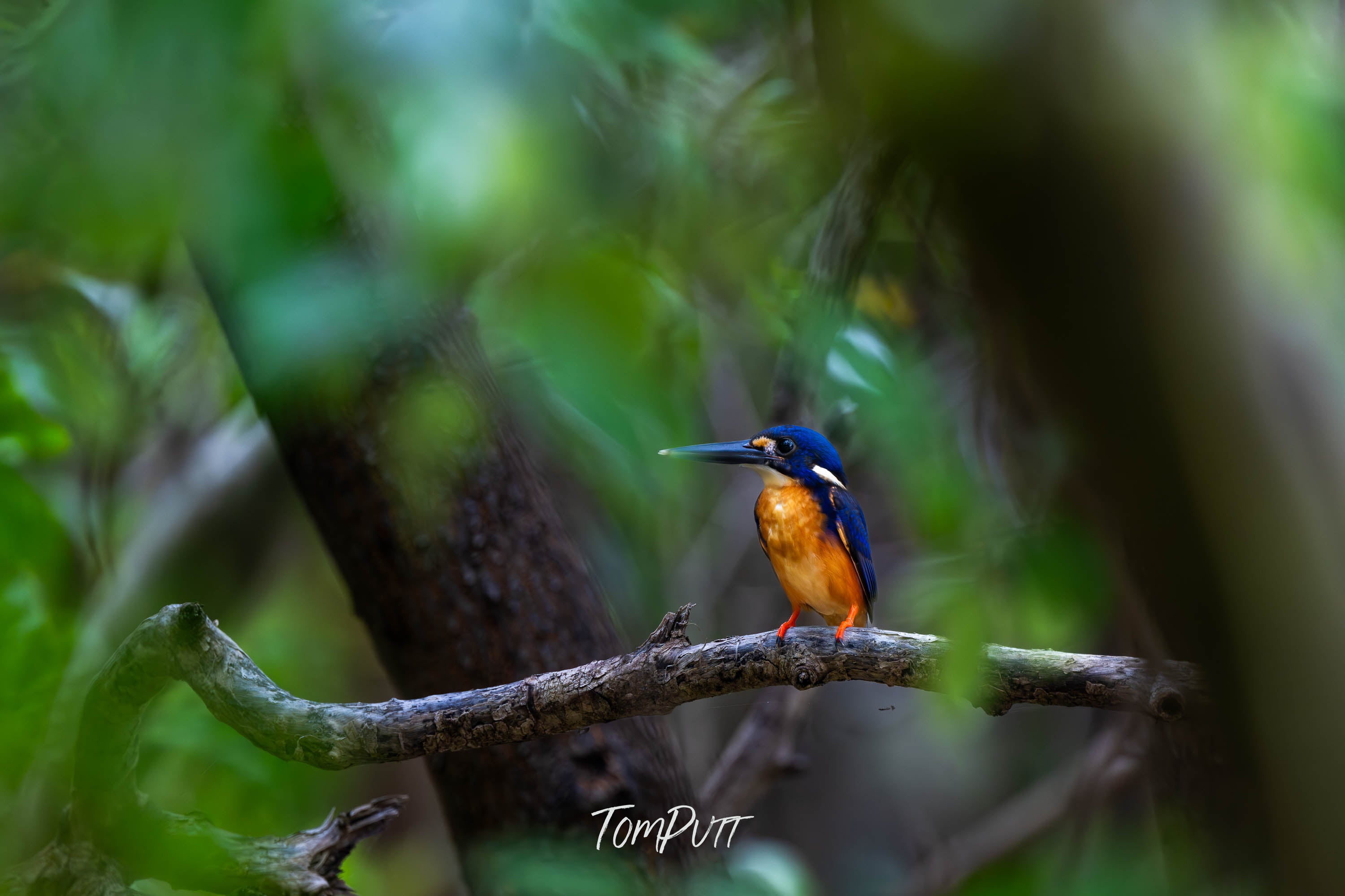 Azure Kingfisher Sentinel