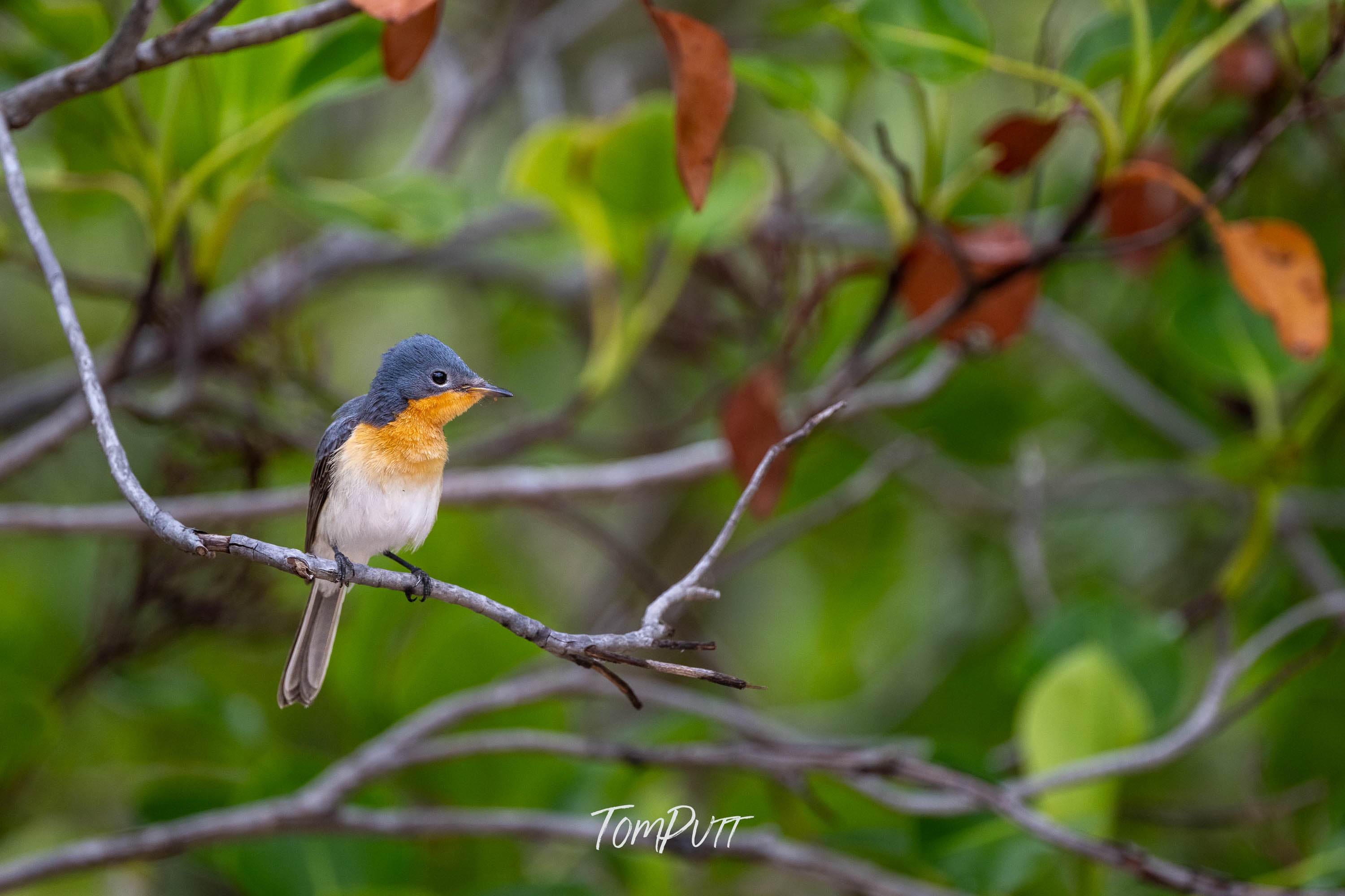 Broad-Billed Flycatcher, Channel Country