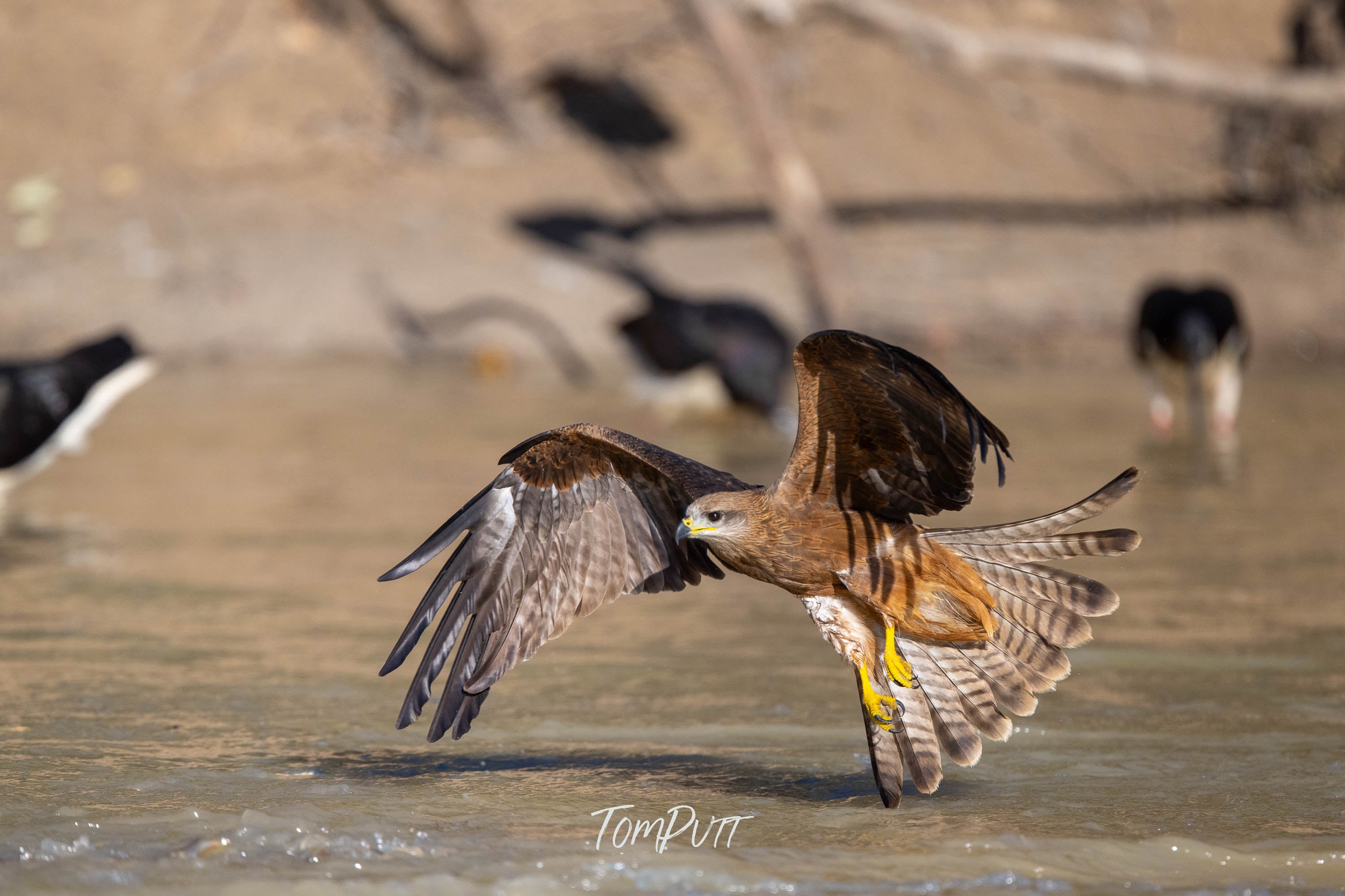Black Kite Skimming the Water