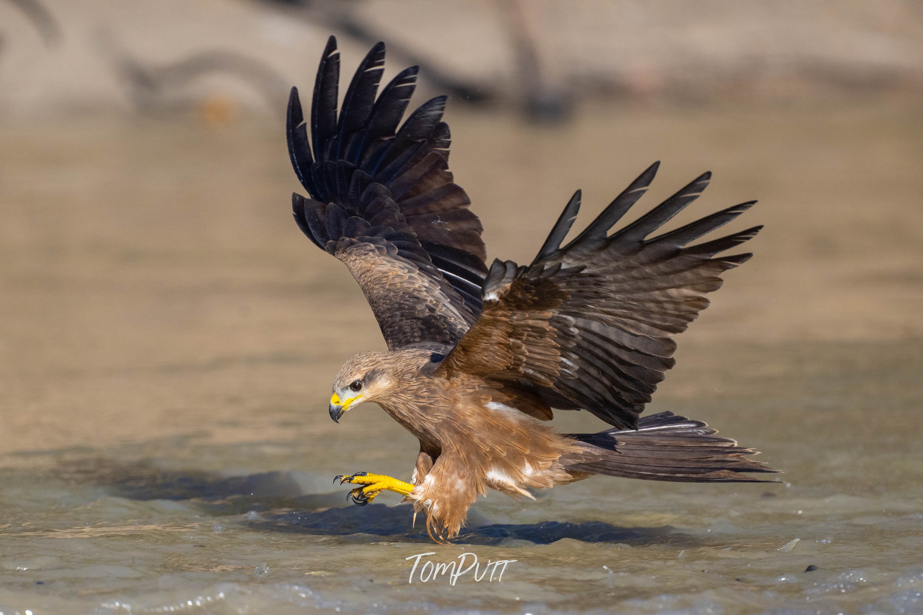Precision Dive. Black Kite