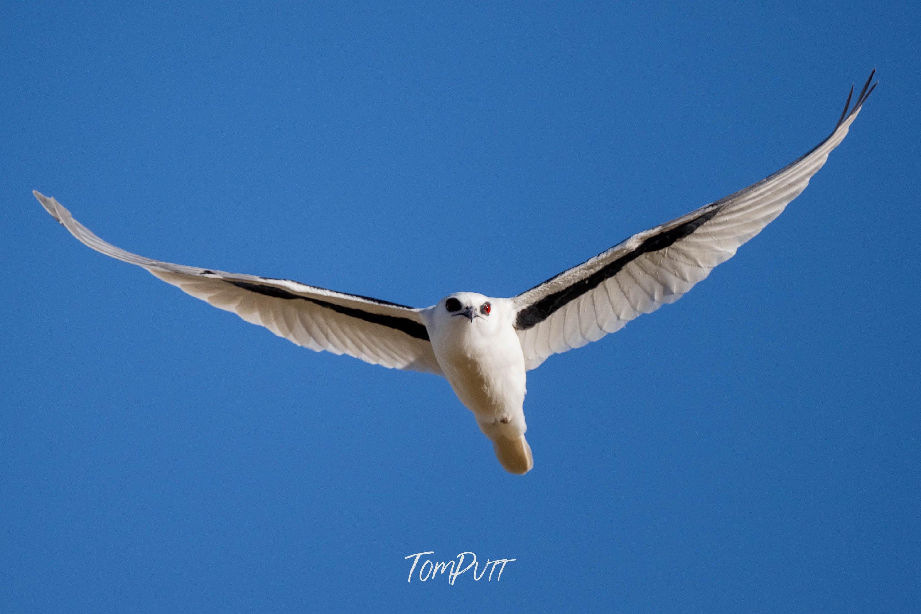 Graceful Flight. Letter-Winged Kite