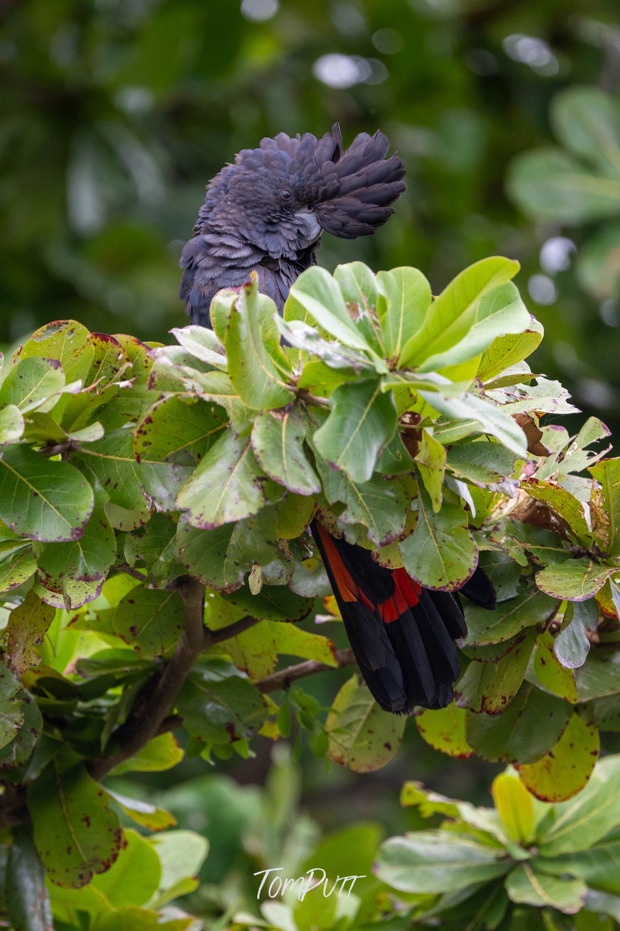Peaking out. Red-Tailed Black Cockatoo