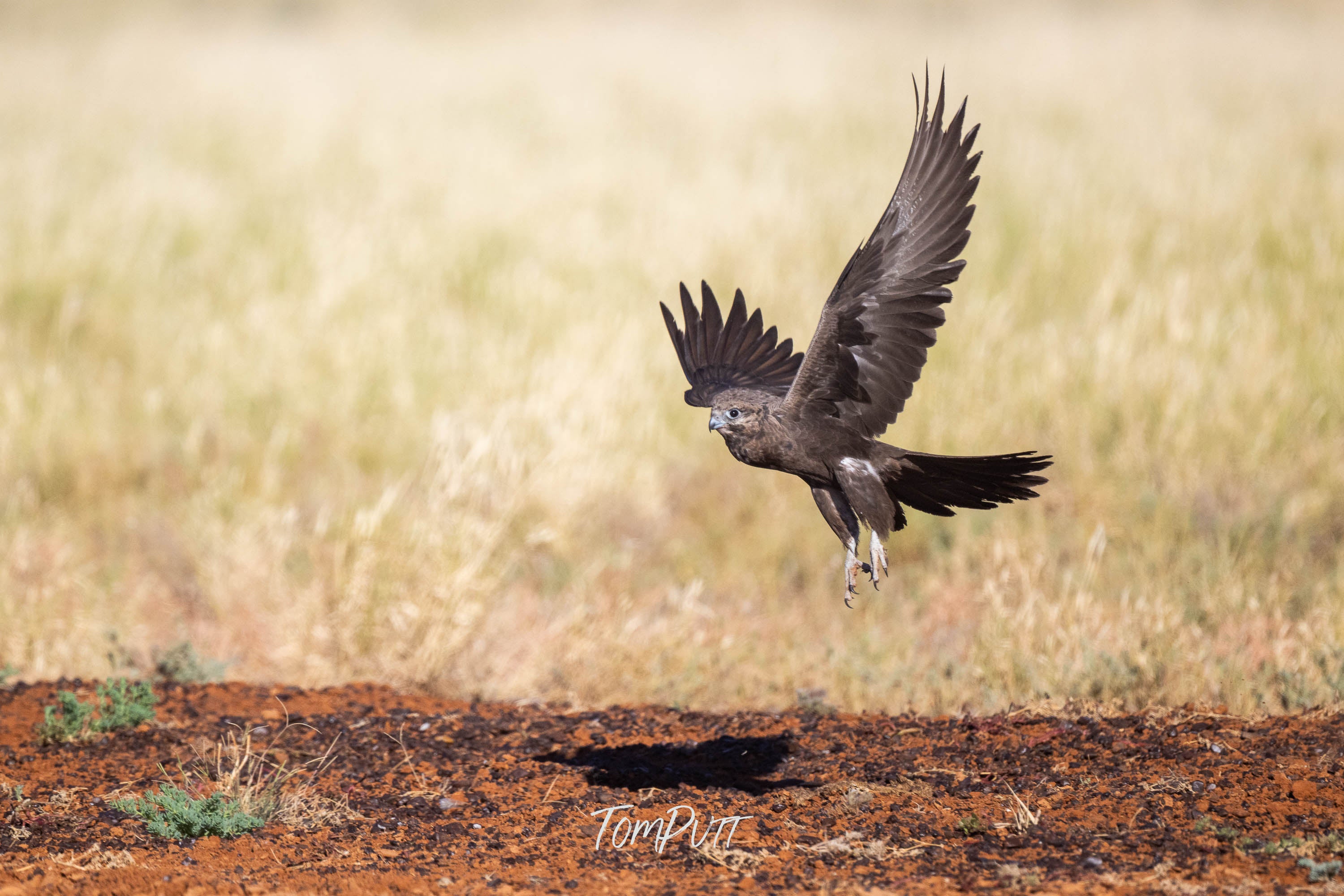 Black Falcon in Flight