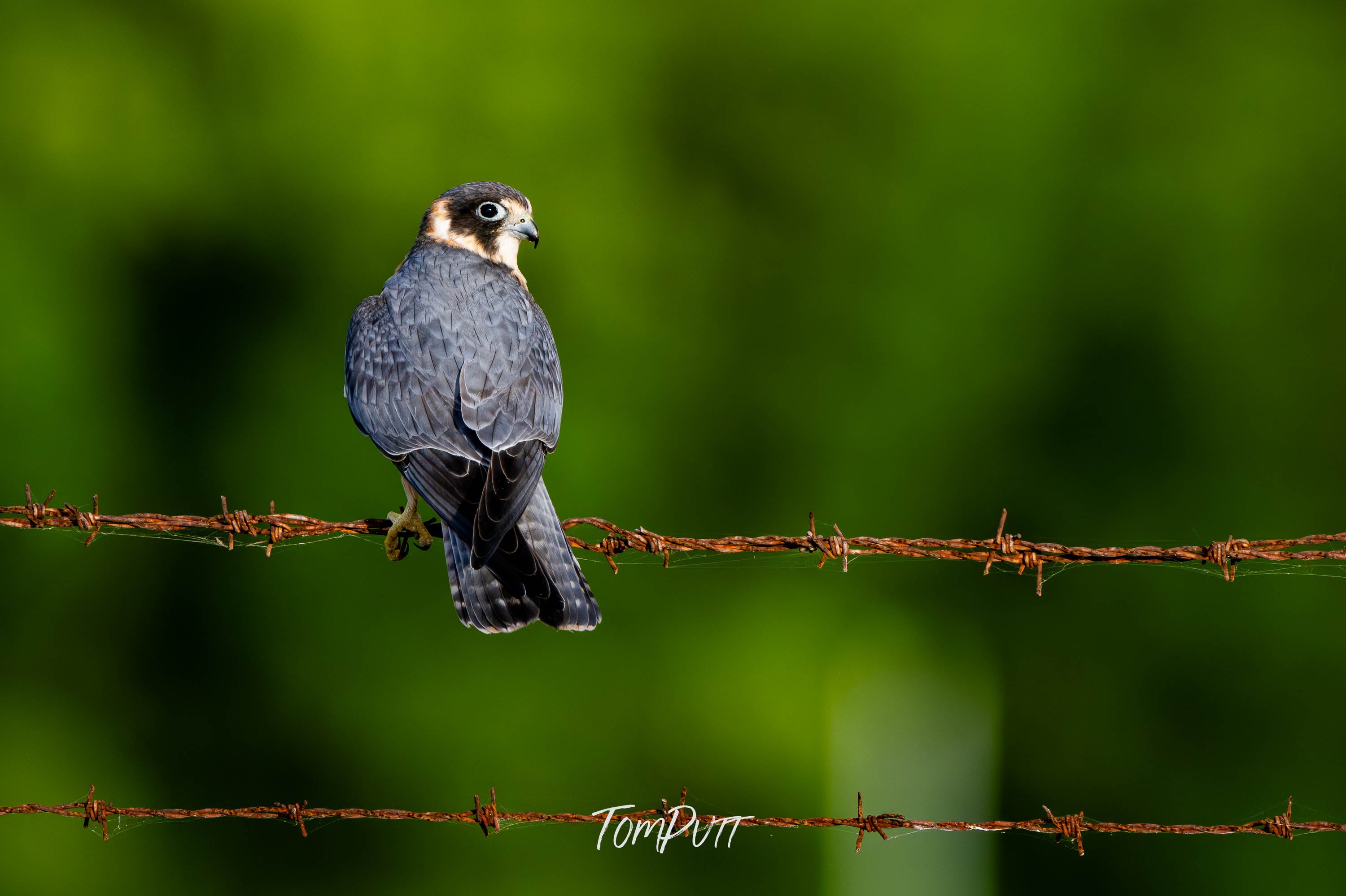 Australian Hobby, Channel Islands