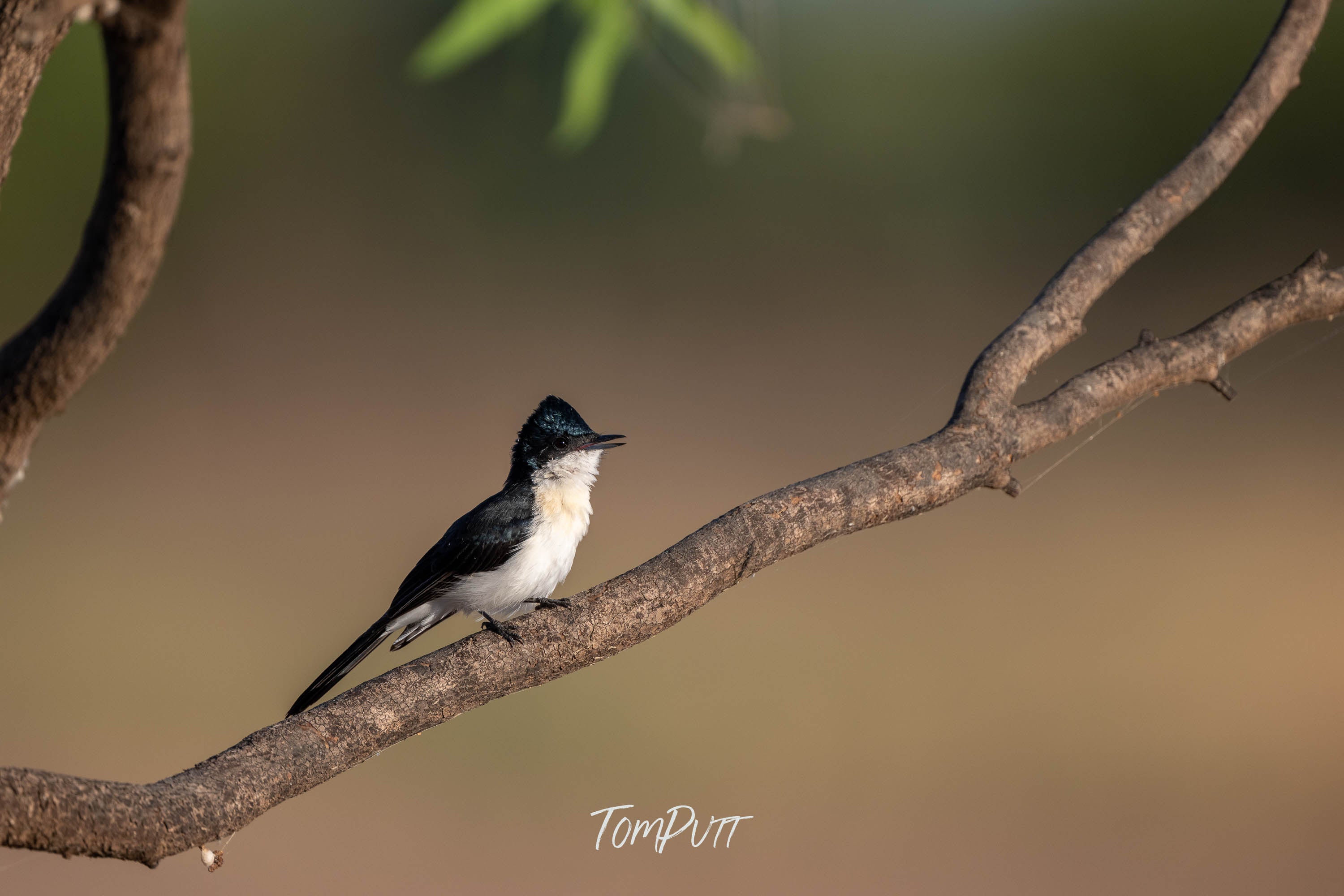Call of the Paperbark Flycatcher