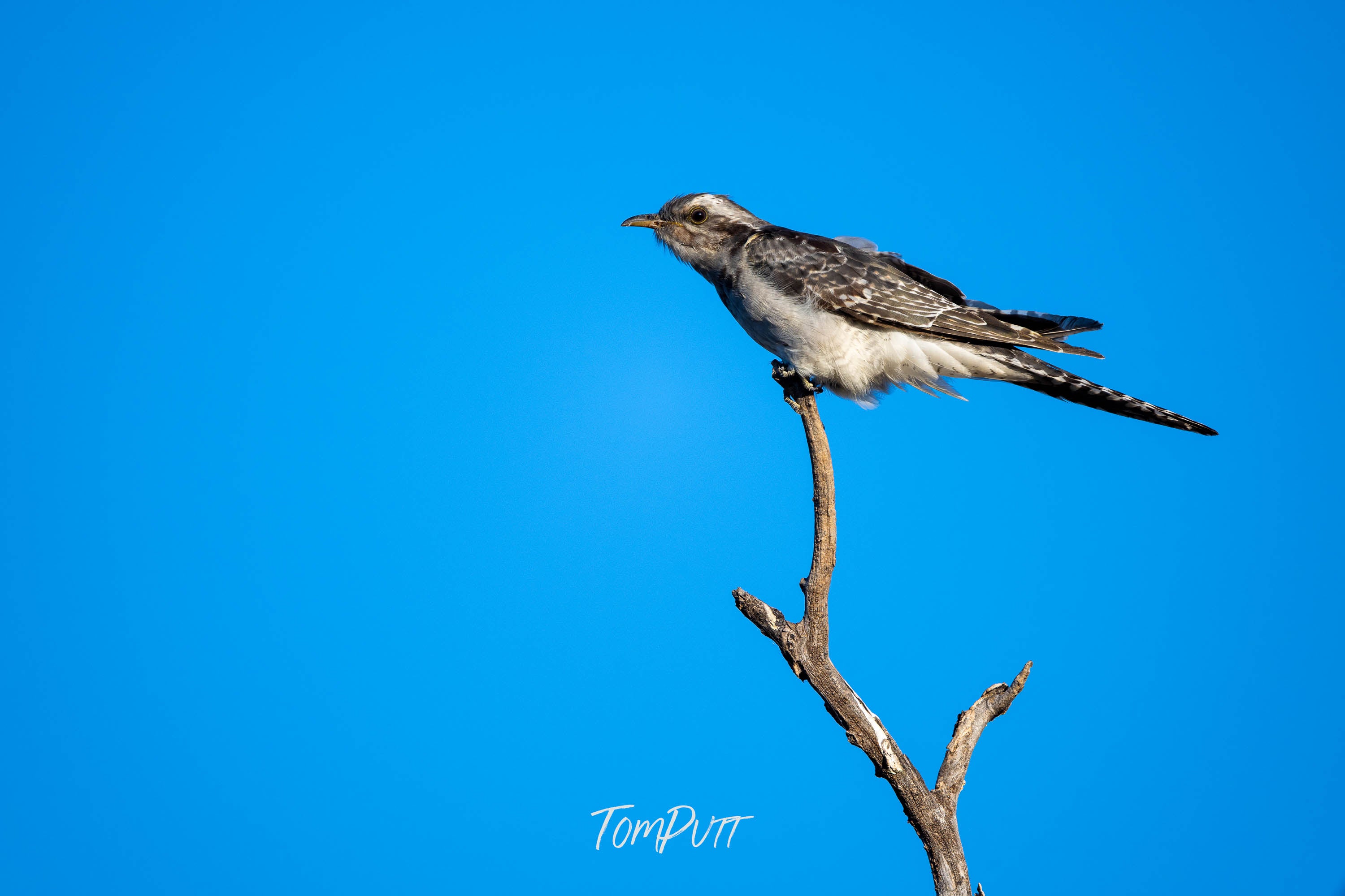 Perched Above. Pallid Cuckoo