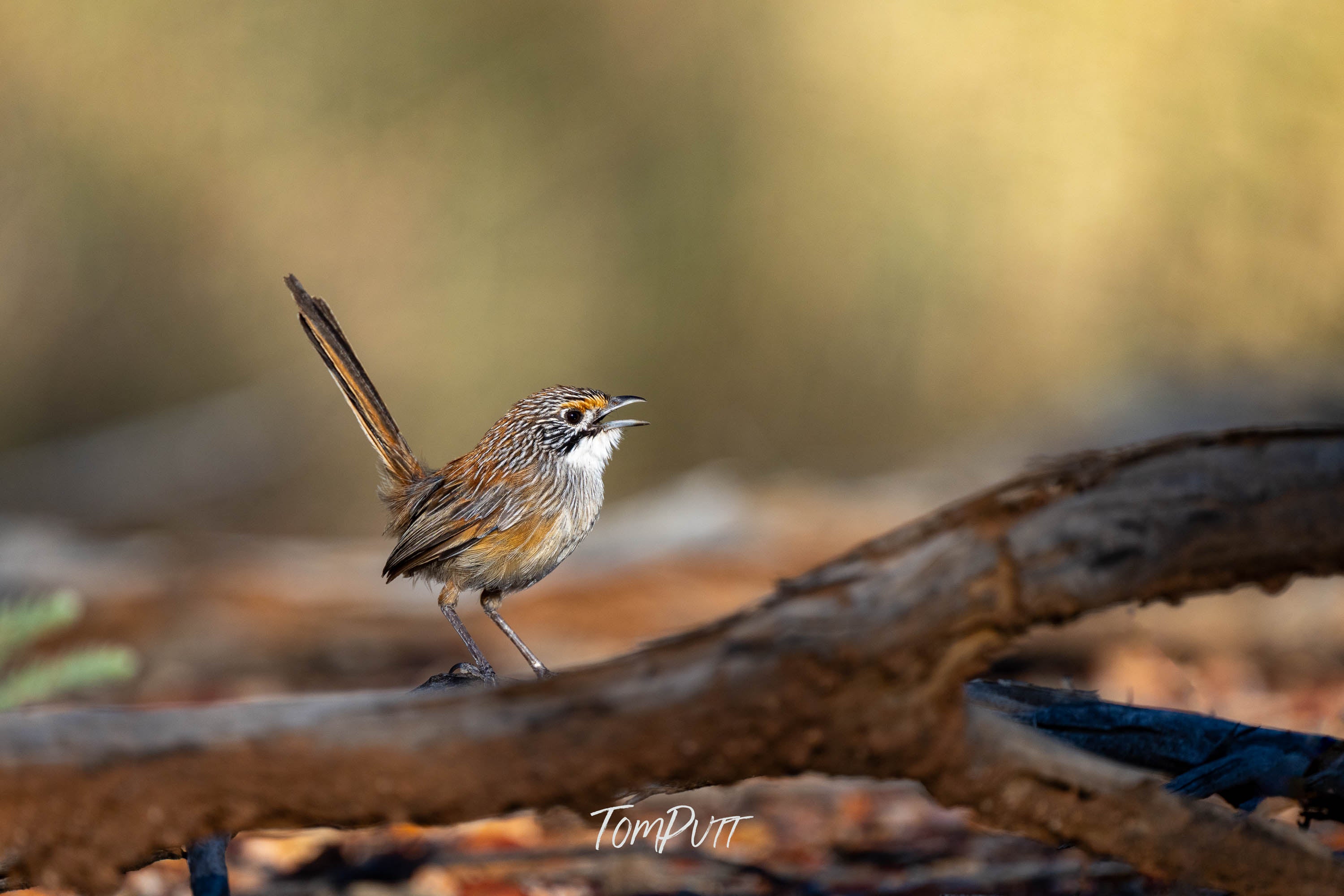 The Soprano. Opalton Grasswren