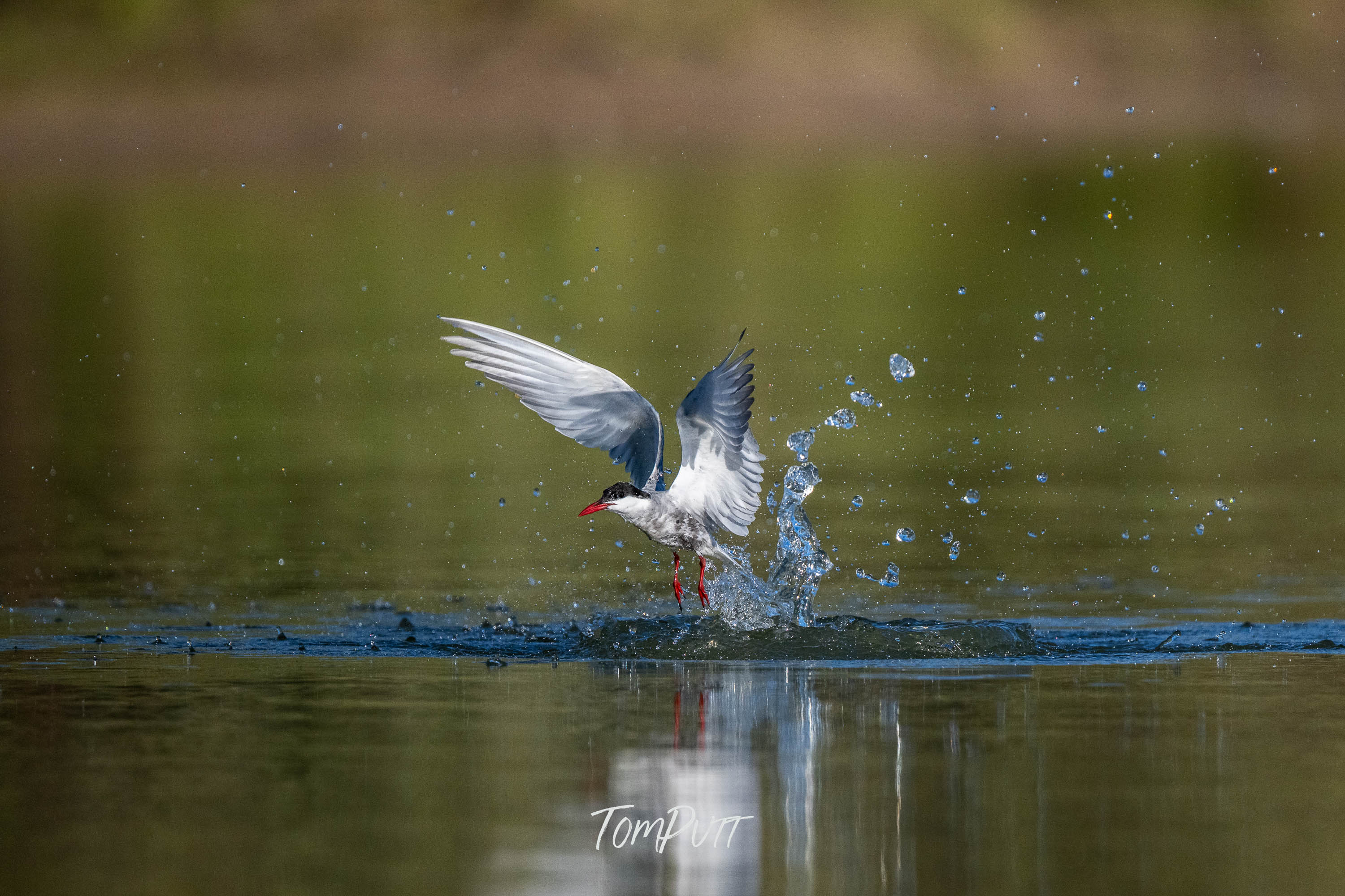 Lifting Off. Whiskered Tern