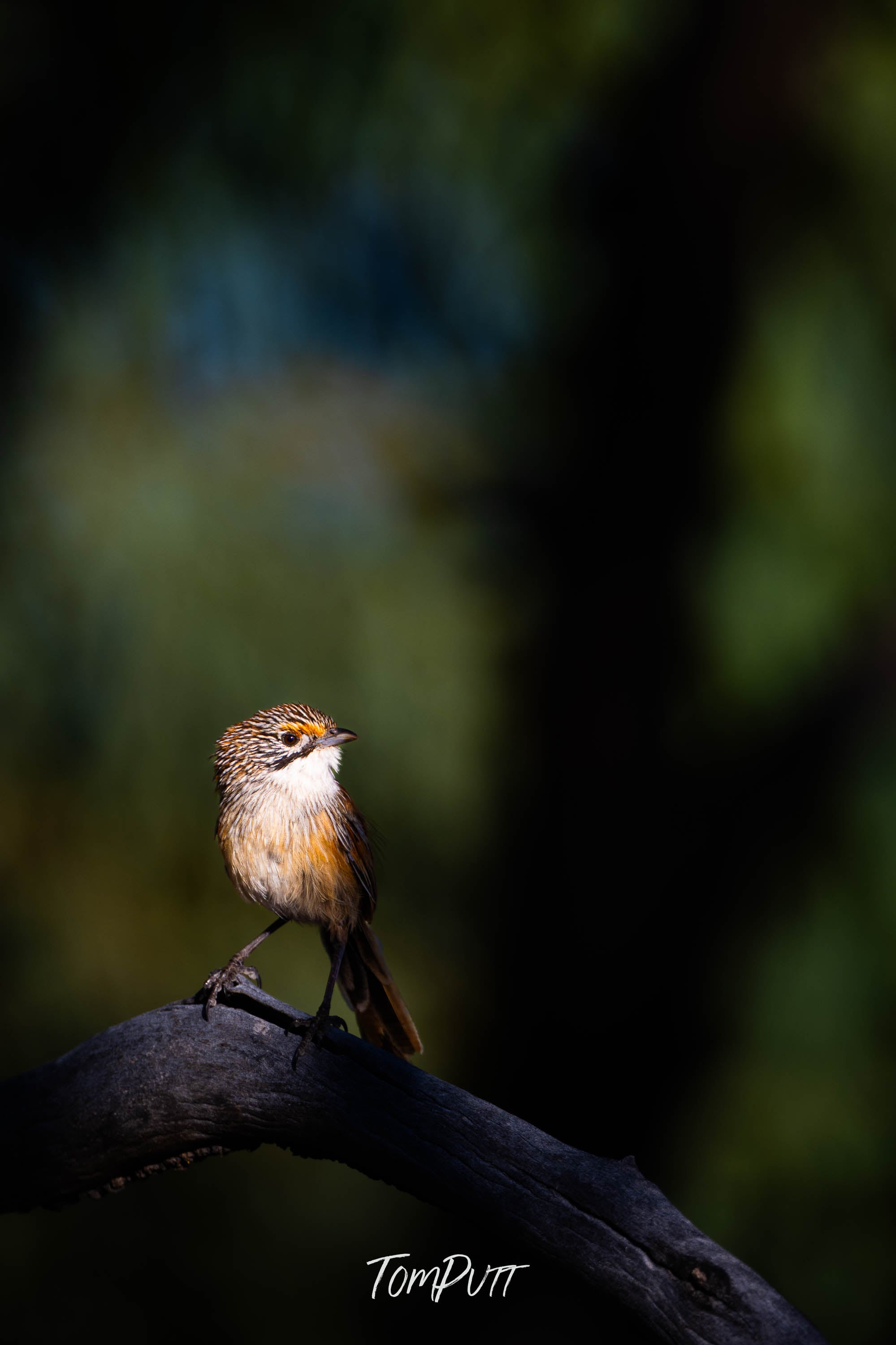 On Alert. Opalton Grasswren