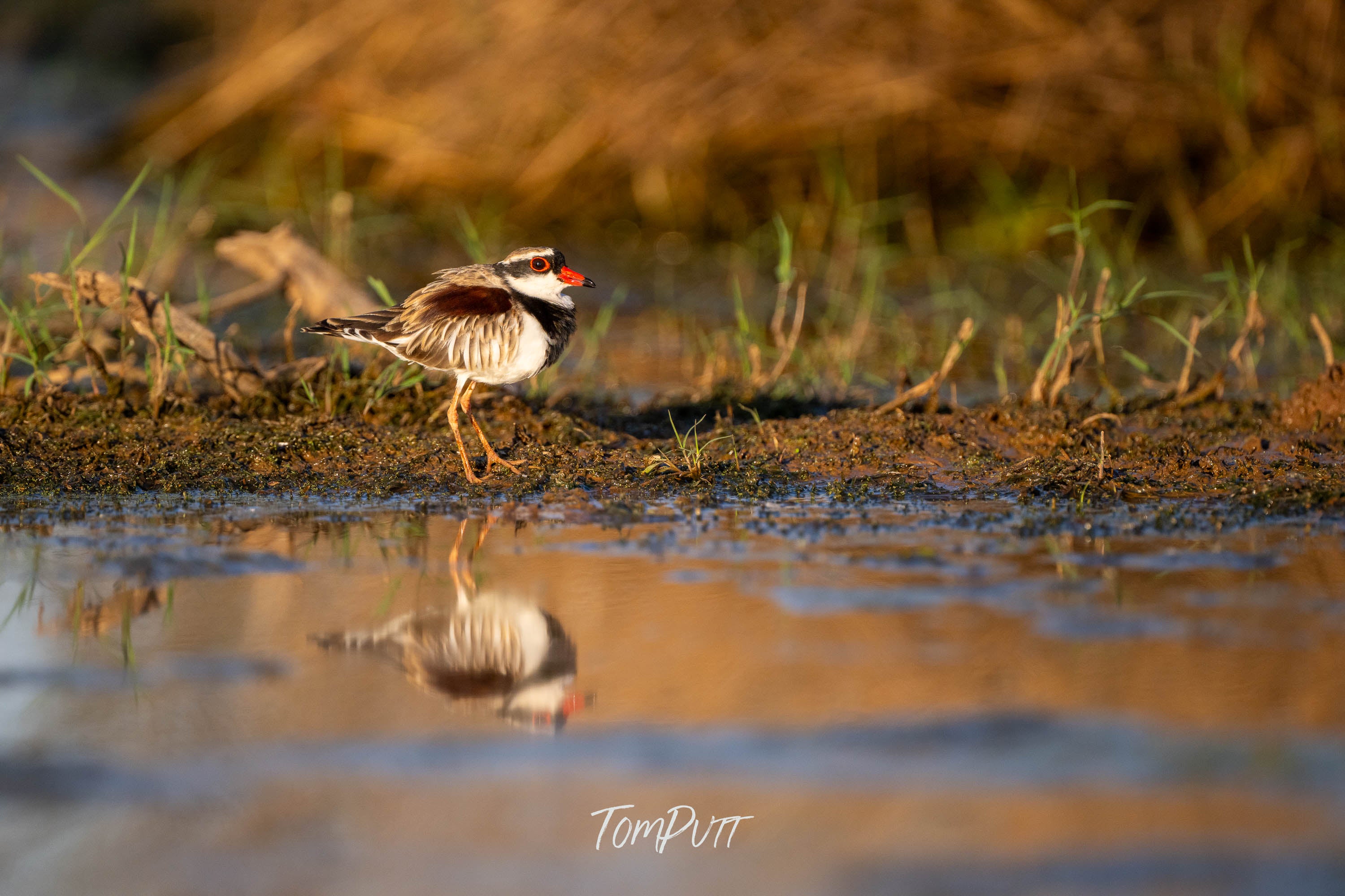 Black Fronted Dotterel, Channel Country