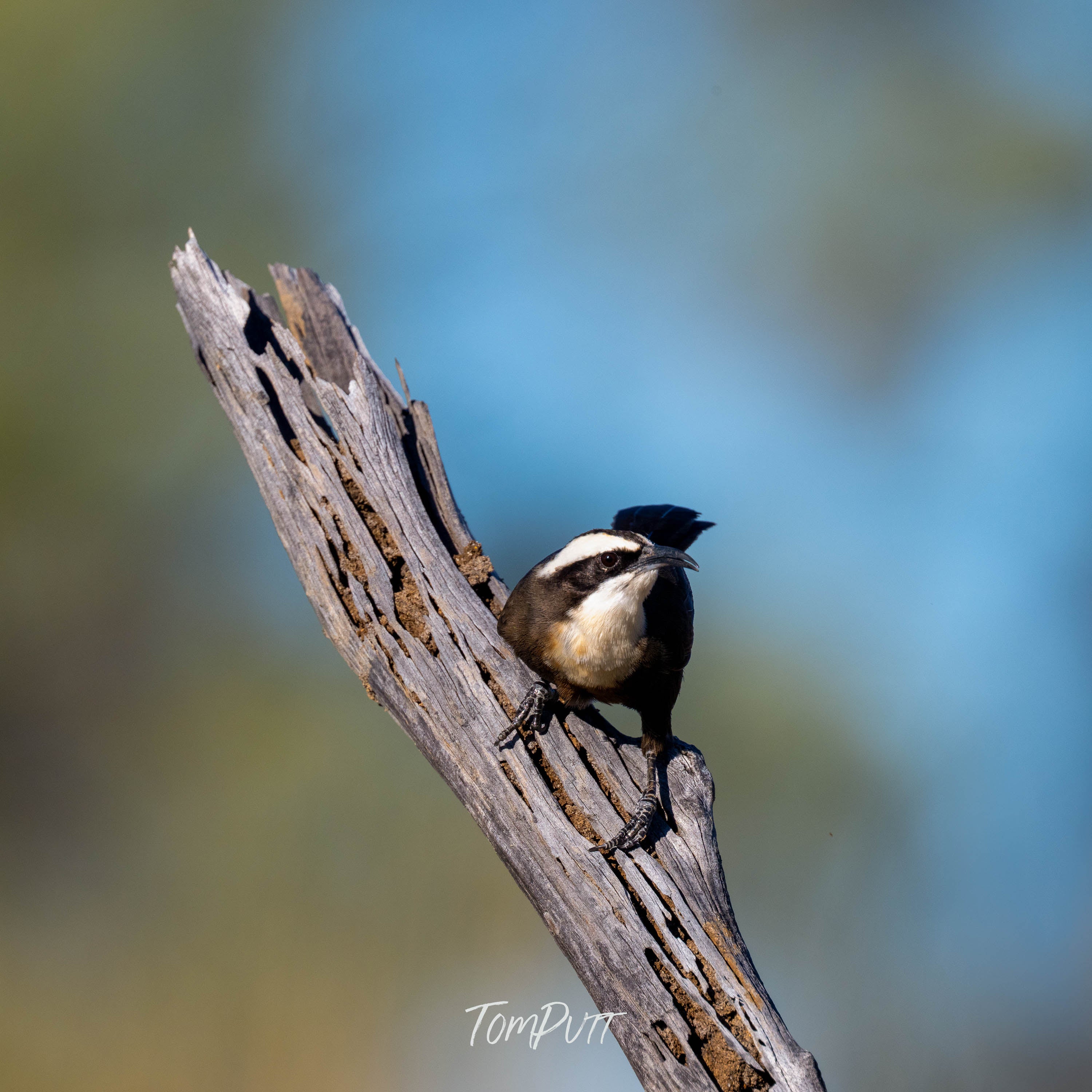 Ready to Fly. Halls Babbler