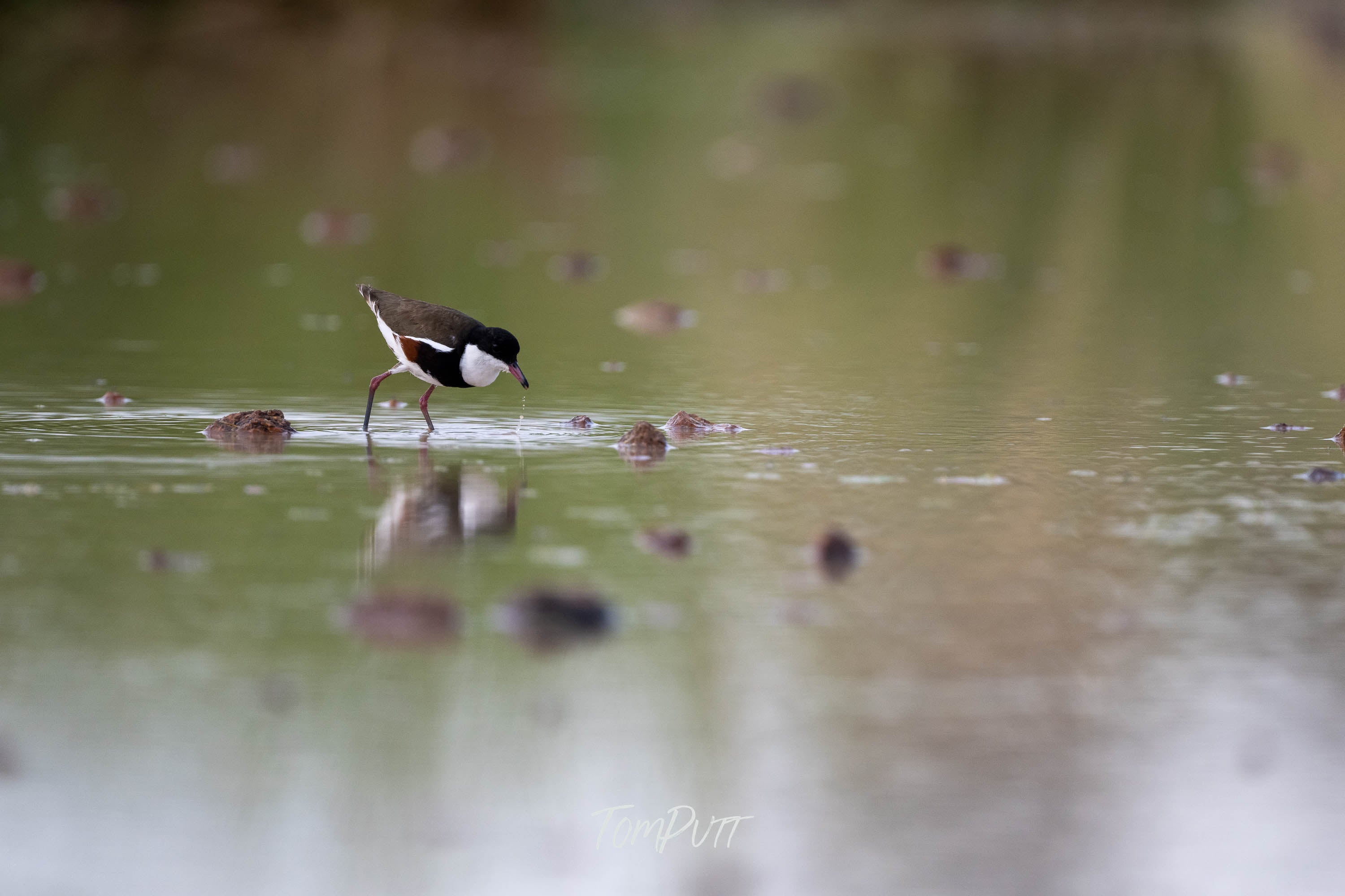 Fishing for Breakfast. Red-Kneed Dotterel
