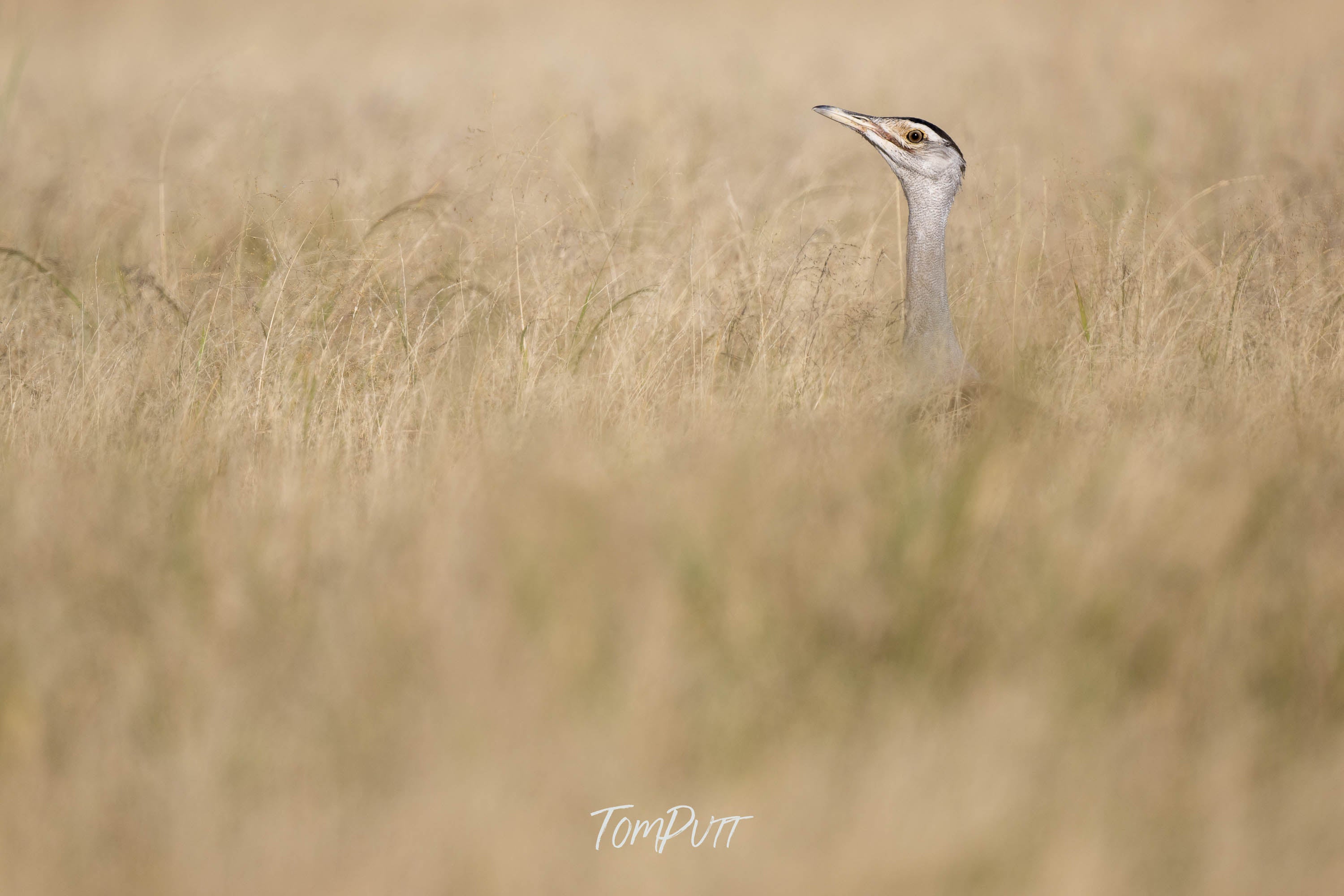 Poking Out. Australian Bustard
